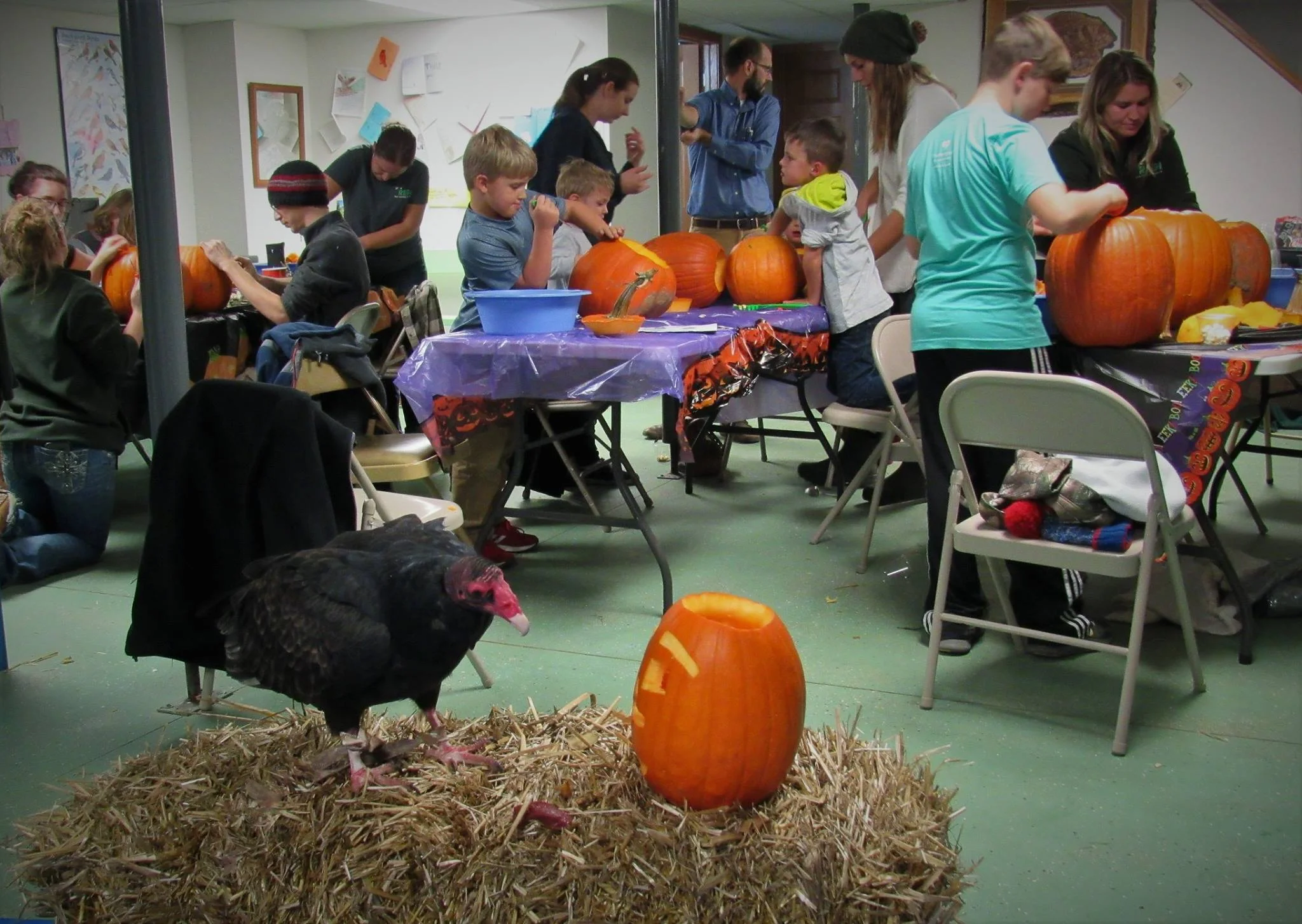 Morrie the Turkey vulture kept on eye on everyone during the event while enjoying his own pumpkin!