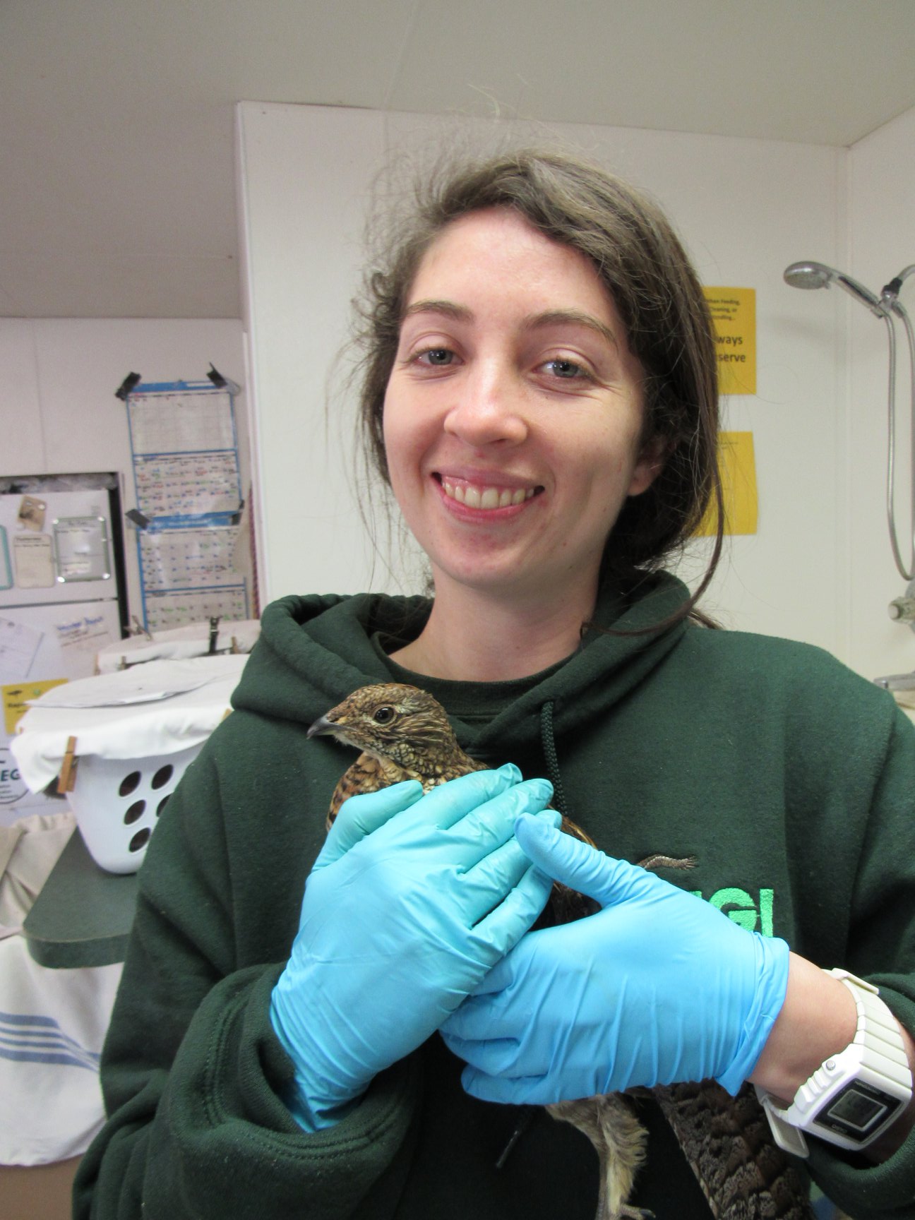The Ruffed Grouse in is good hands as he leaves the clinic for the last time. The wild awaits him.