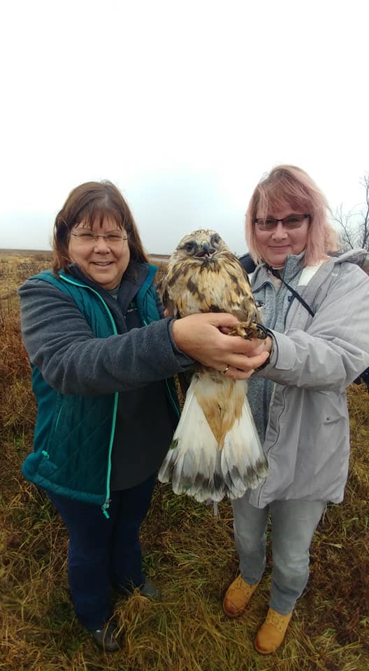 Preparing to release the Rough-legged Hawk back to the wild in a protected wildlife area with prefect habitat for her species.