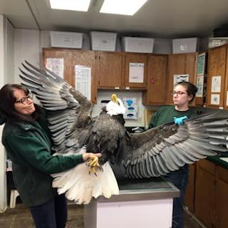 The eagle had a strong seizure as we were examining her which was so powerful it tossed her into the air.