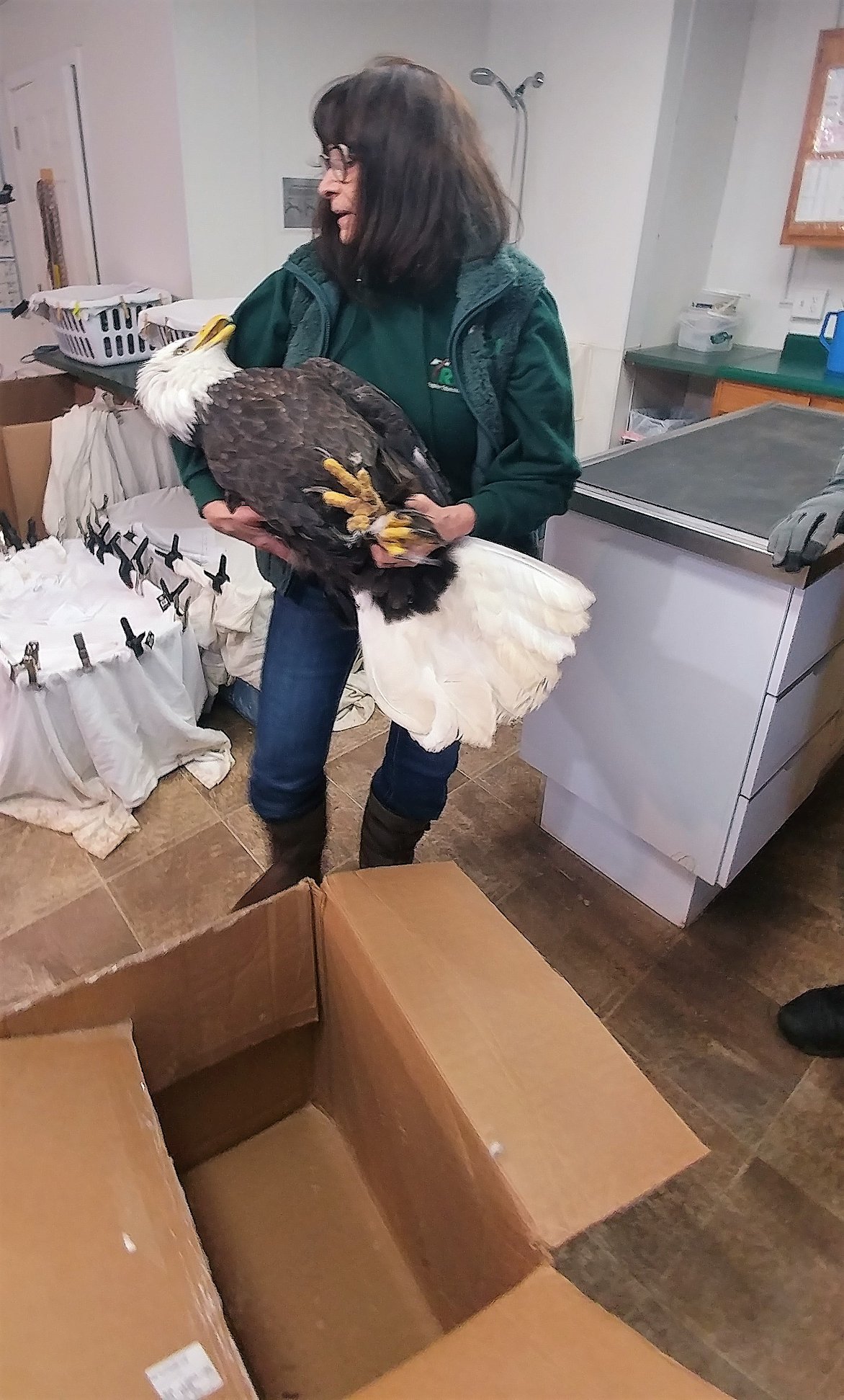 The eagle was having seizures when taken from the transport box.