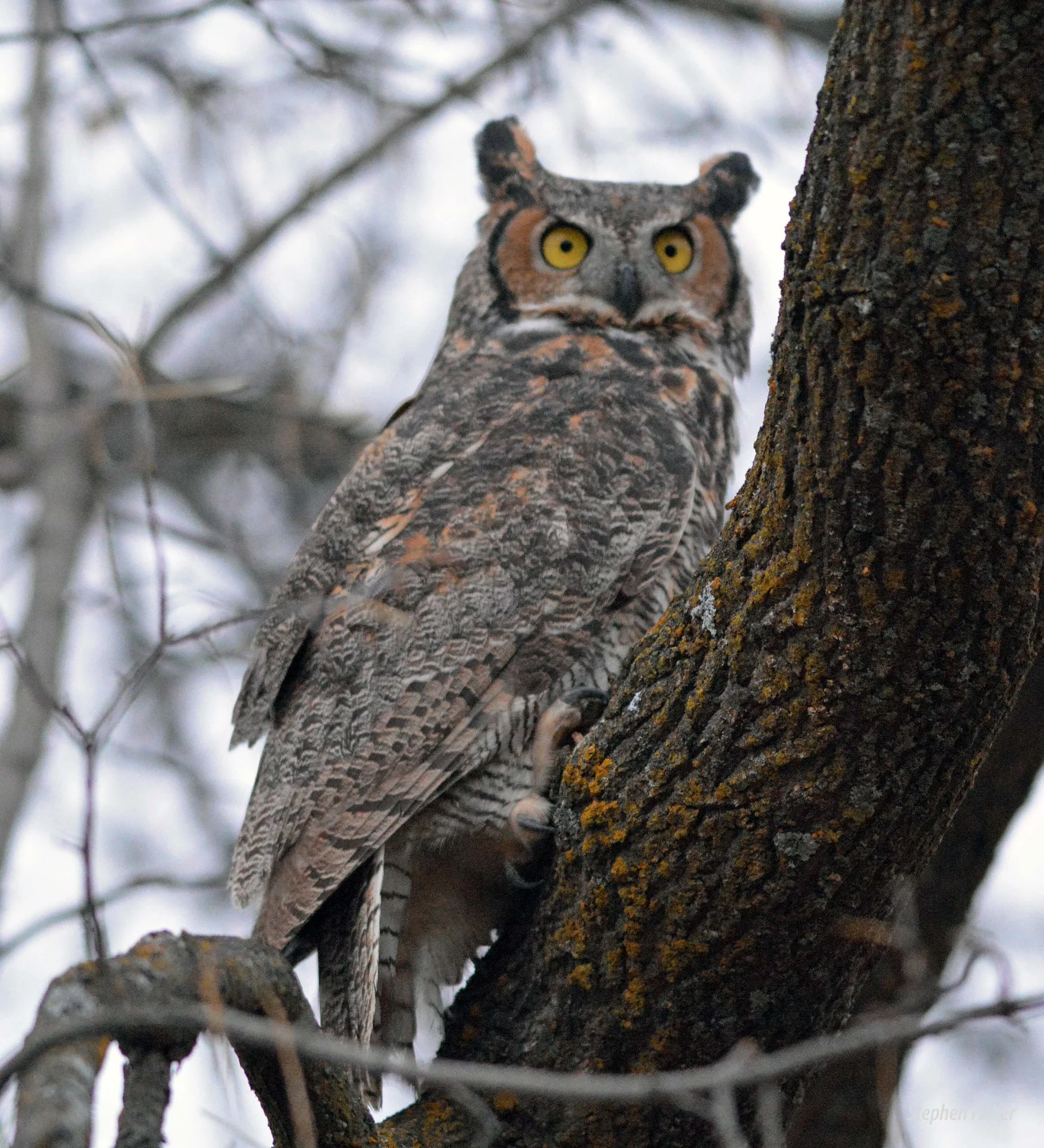 The male is delighted to see the wild again.