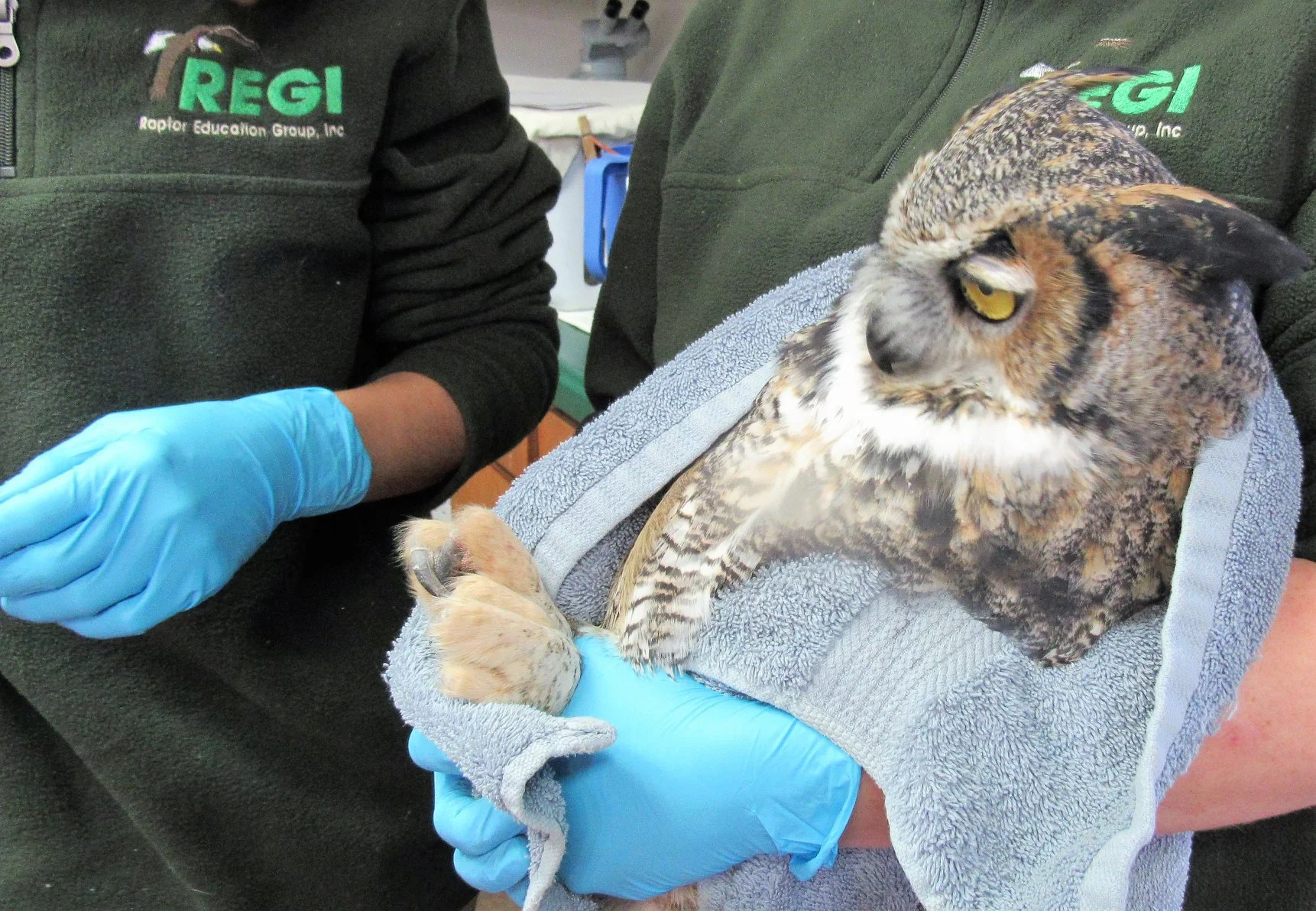 Pre-release physicals include weighing the birds, checking the feather and body condition.