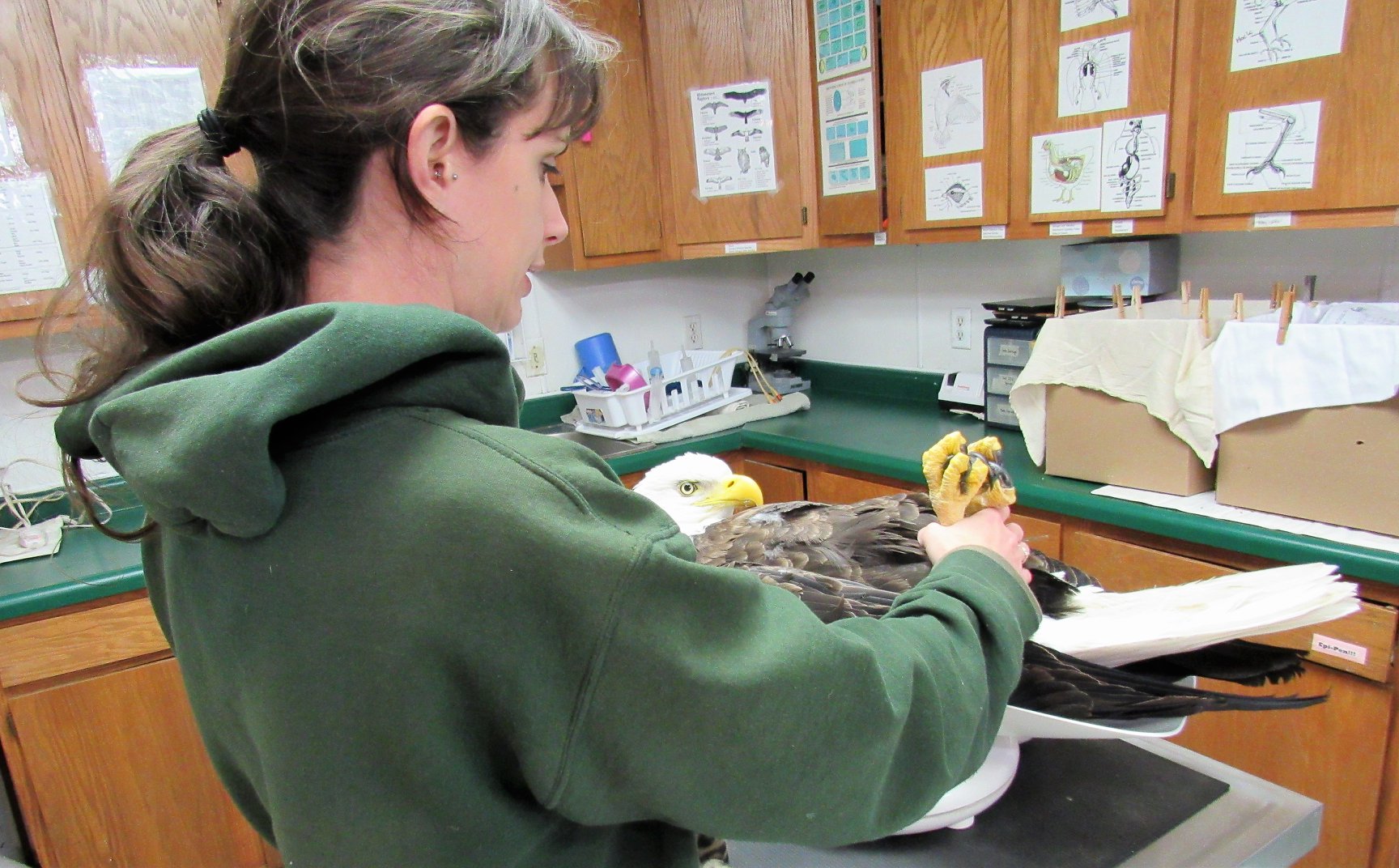 Weighing the eagle.He weighs only 5.2 lbs