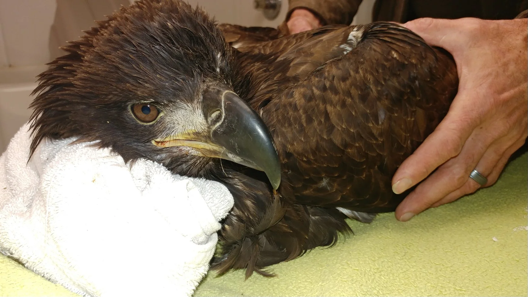 Juvenile Bald Eagle was hit by a vehicle today in south of WI Rapids. 