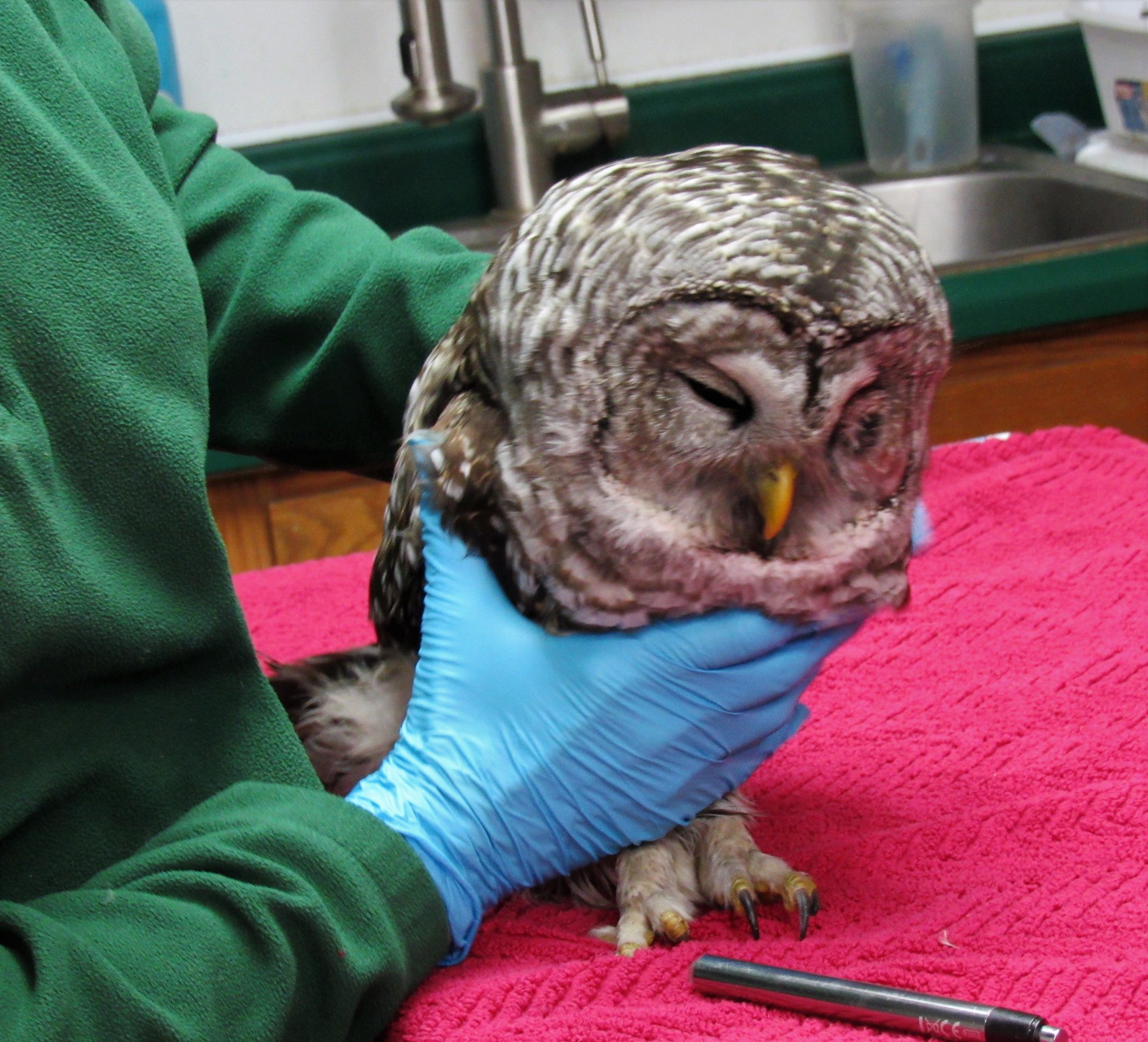 By the end of the exam the owl was able to stand. He is now in a heated box for the night.