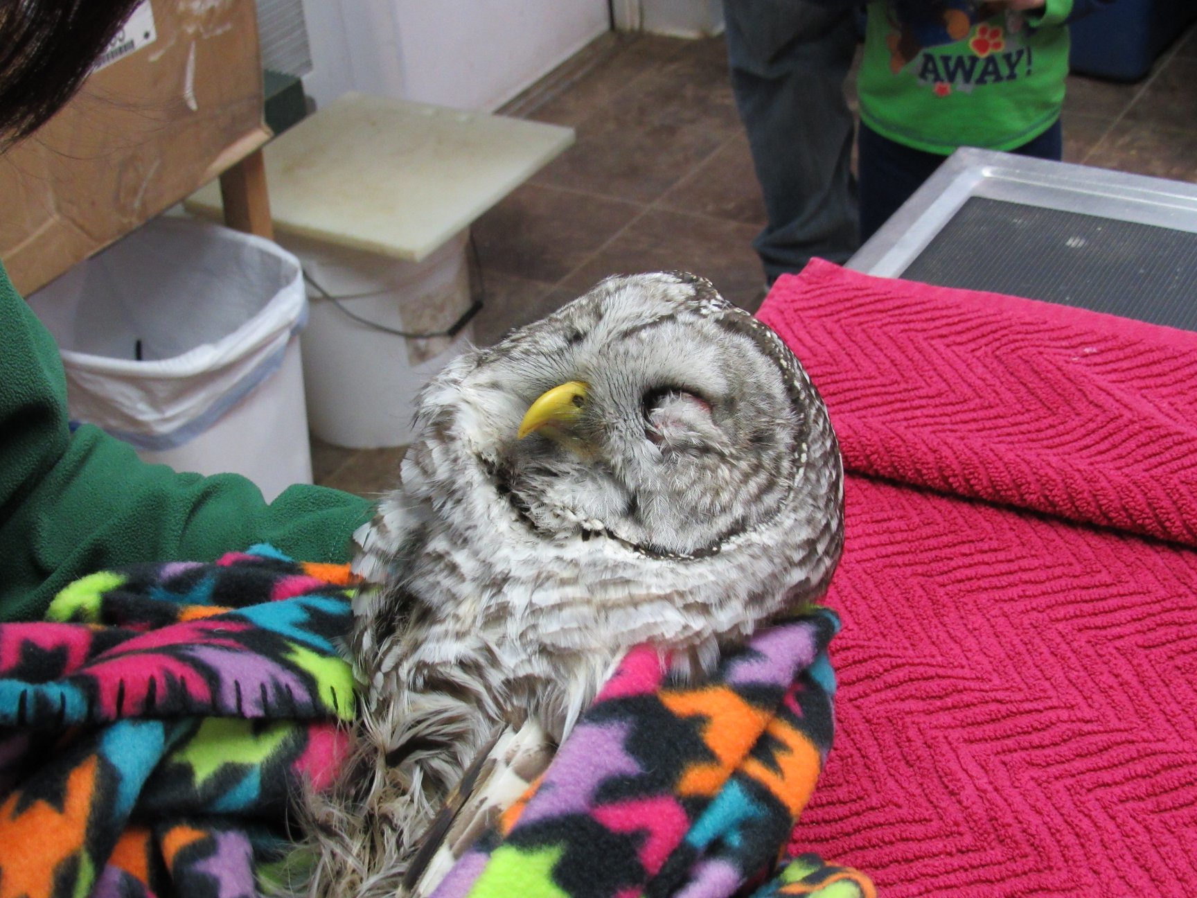 Young Emma Henle wrapped the owl in a blanket and held him during the transport to REGI.