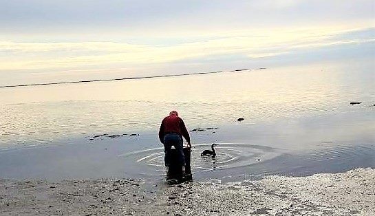 Second loon release in a single day!