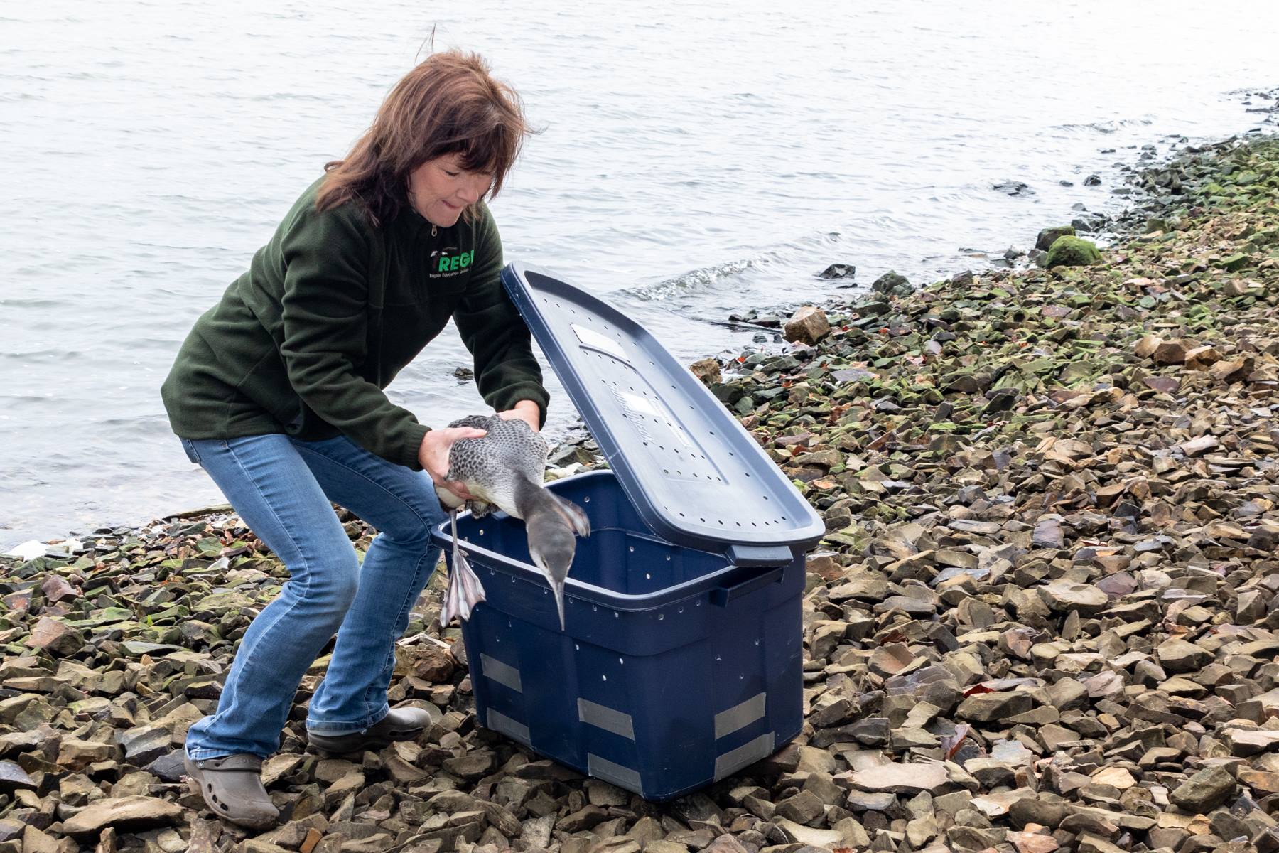 Linda Linda Kevin Grenzer taking a loon from a carrier for release.