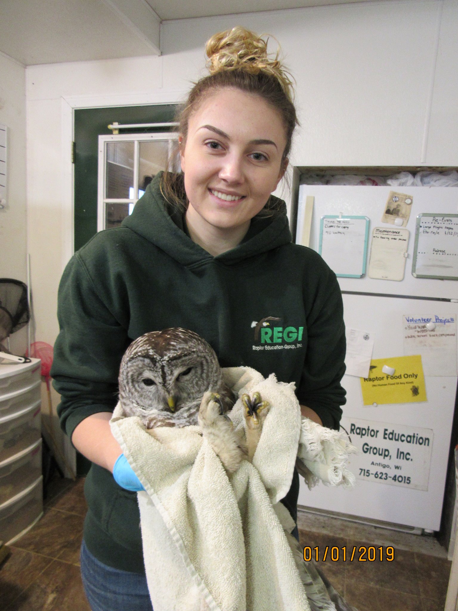 Molly, our winter interim intern prepares to tube feed the Barred Owl today. The owl is improving.