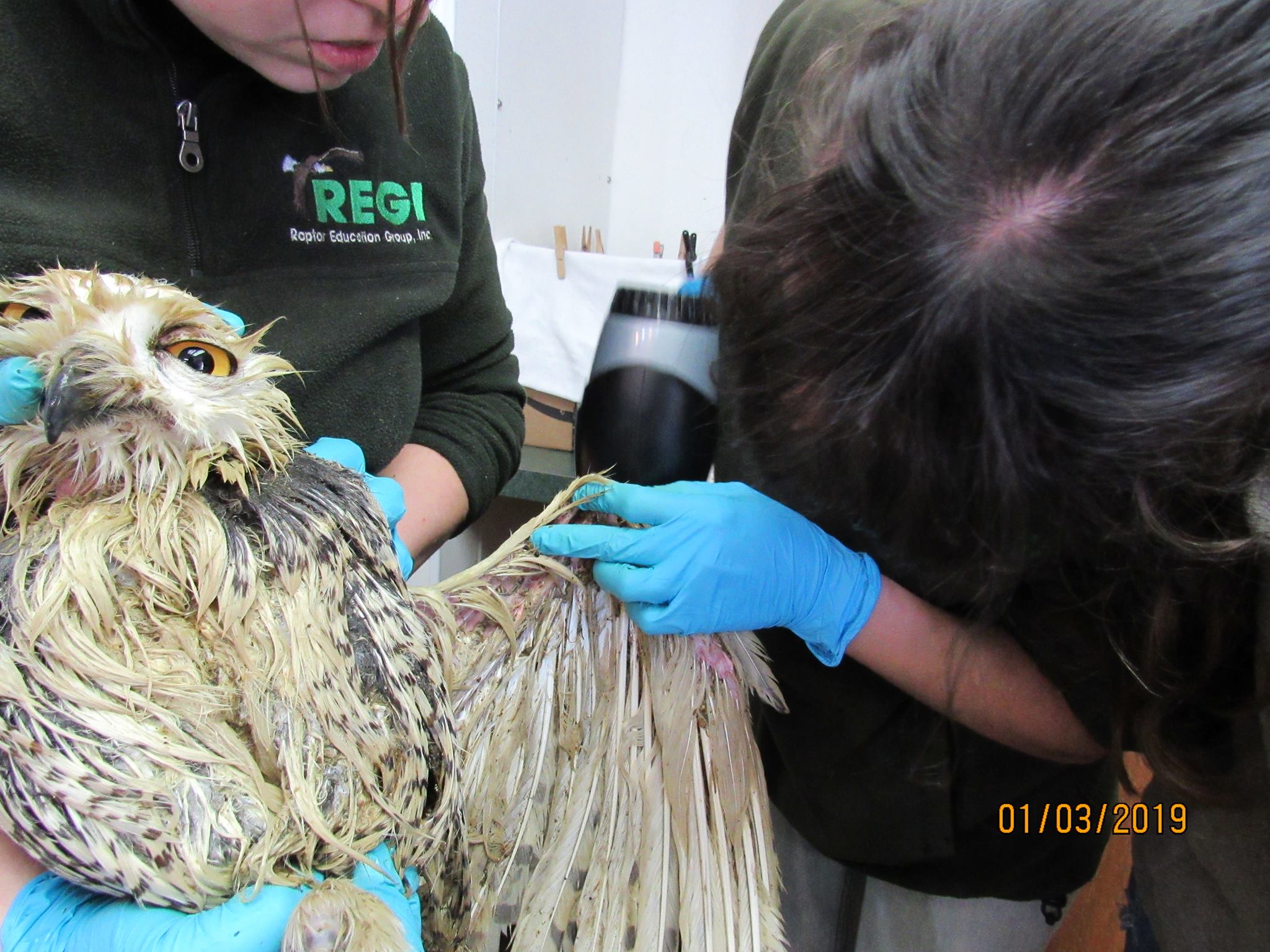 Blow drying the owl and tending the skin burns from the contact with manure.