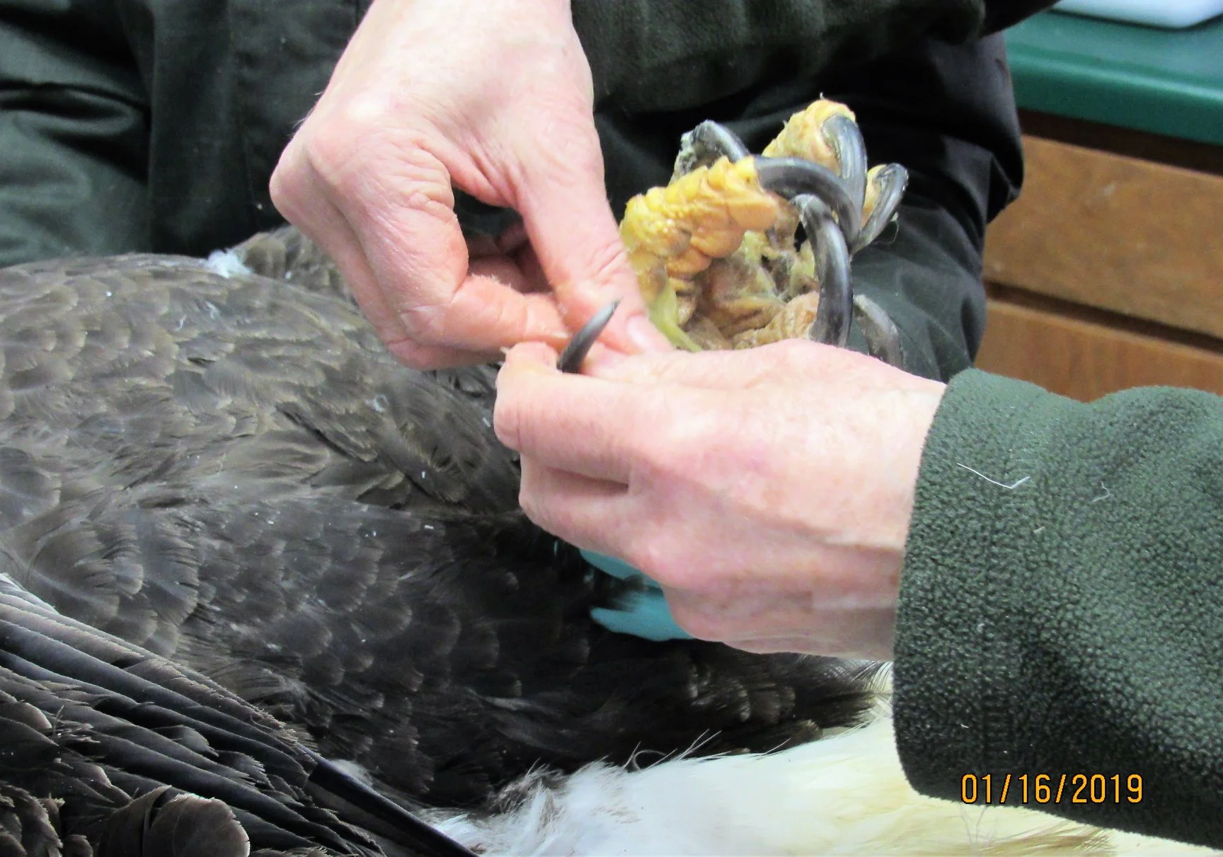 Pedicure with bag balm for the lucky lady eagle.