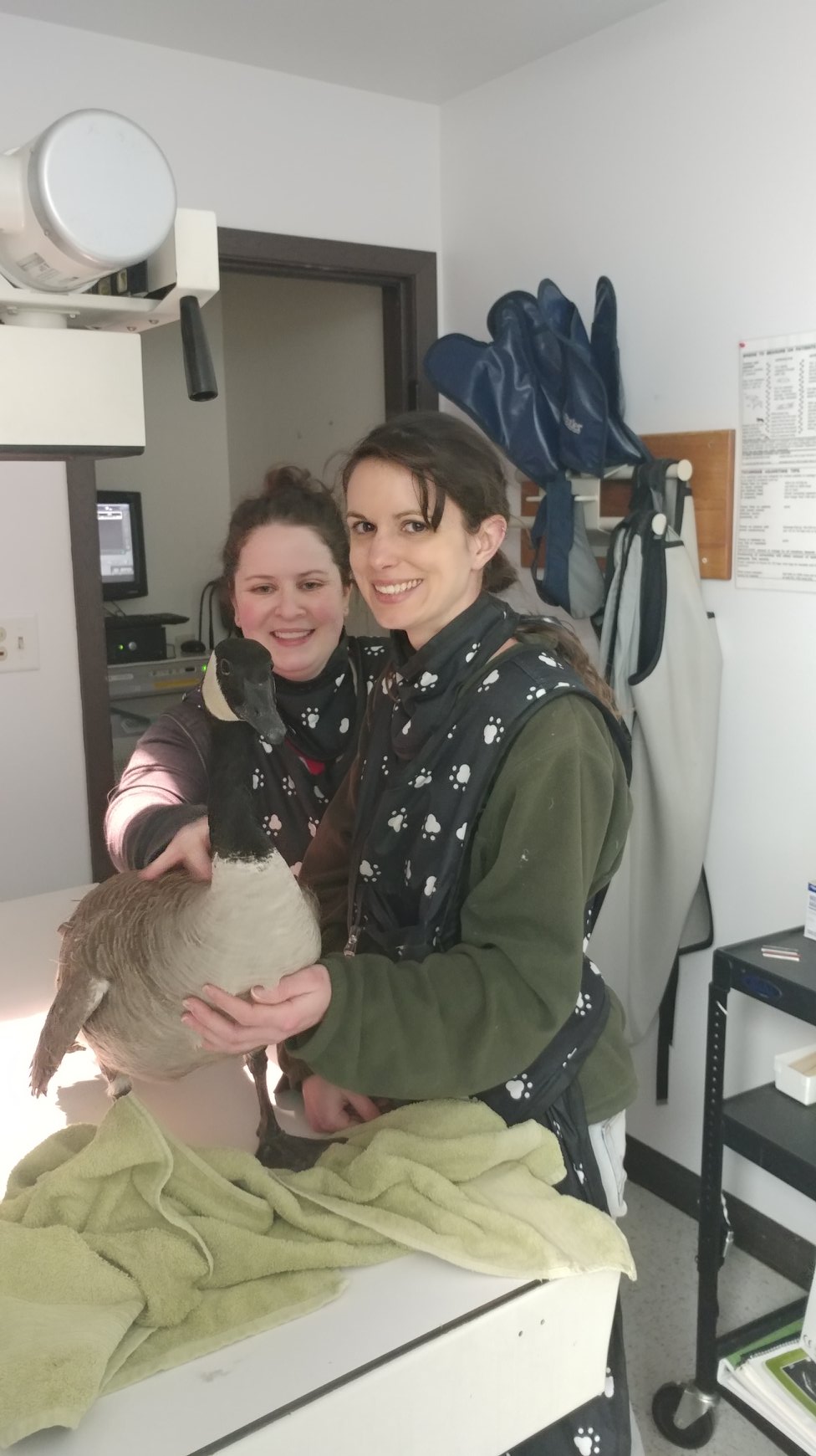 Dr Lauren and Audrey with Fern during her x-ray exam. 