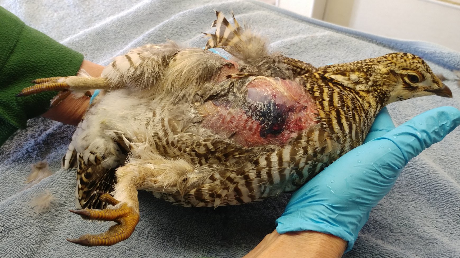 Poor little lady Prairie Chicken was hit by a vehicle and not gently. She has broken ribs, internal injuries as well as internal bleeding to her lungs and abdomen. BUT she no longer looks like this which was the day she was admitted