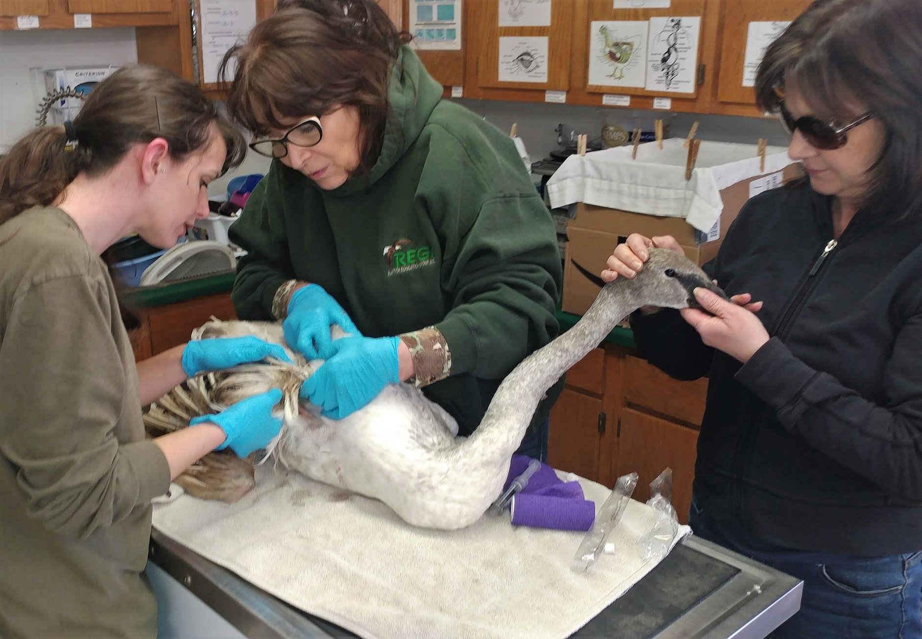 In the REGI clinic the Trumpter Swan. The swan was in critical condition.and in shock when she was admitted. She had emergency surgery and is recovering. She also has lead poisoning like so many of our patients.