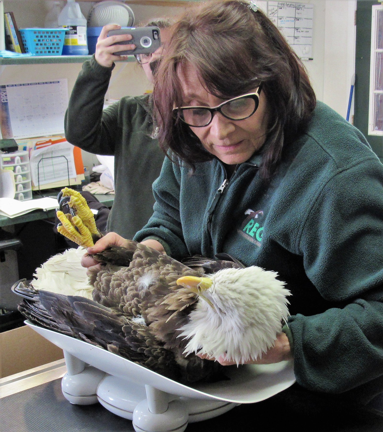 The Bald eagle is very low in weight due to a combination of lead poisoning and a wing fracture.
