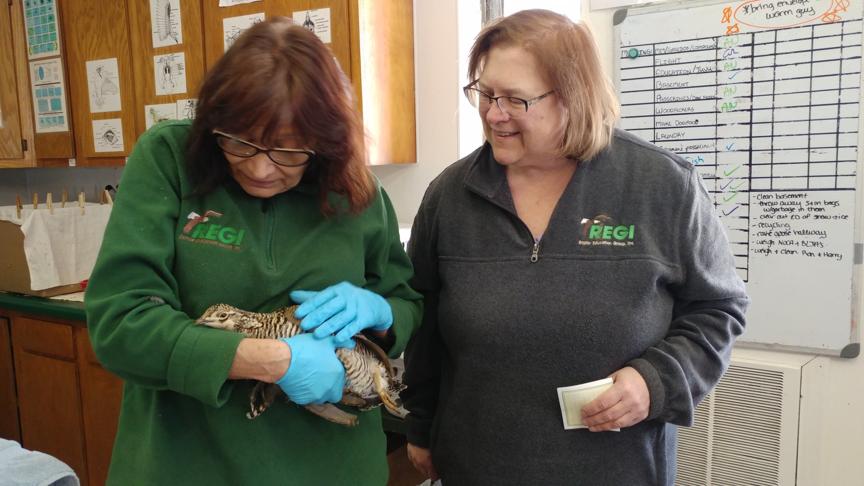 REGI volunteer Kathy Esqueda transported the Prairie Chicken to REGI for care after she was injured.