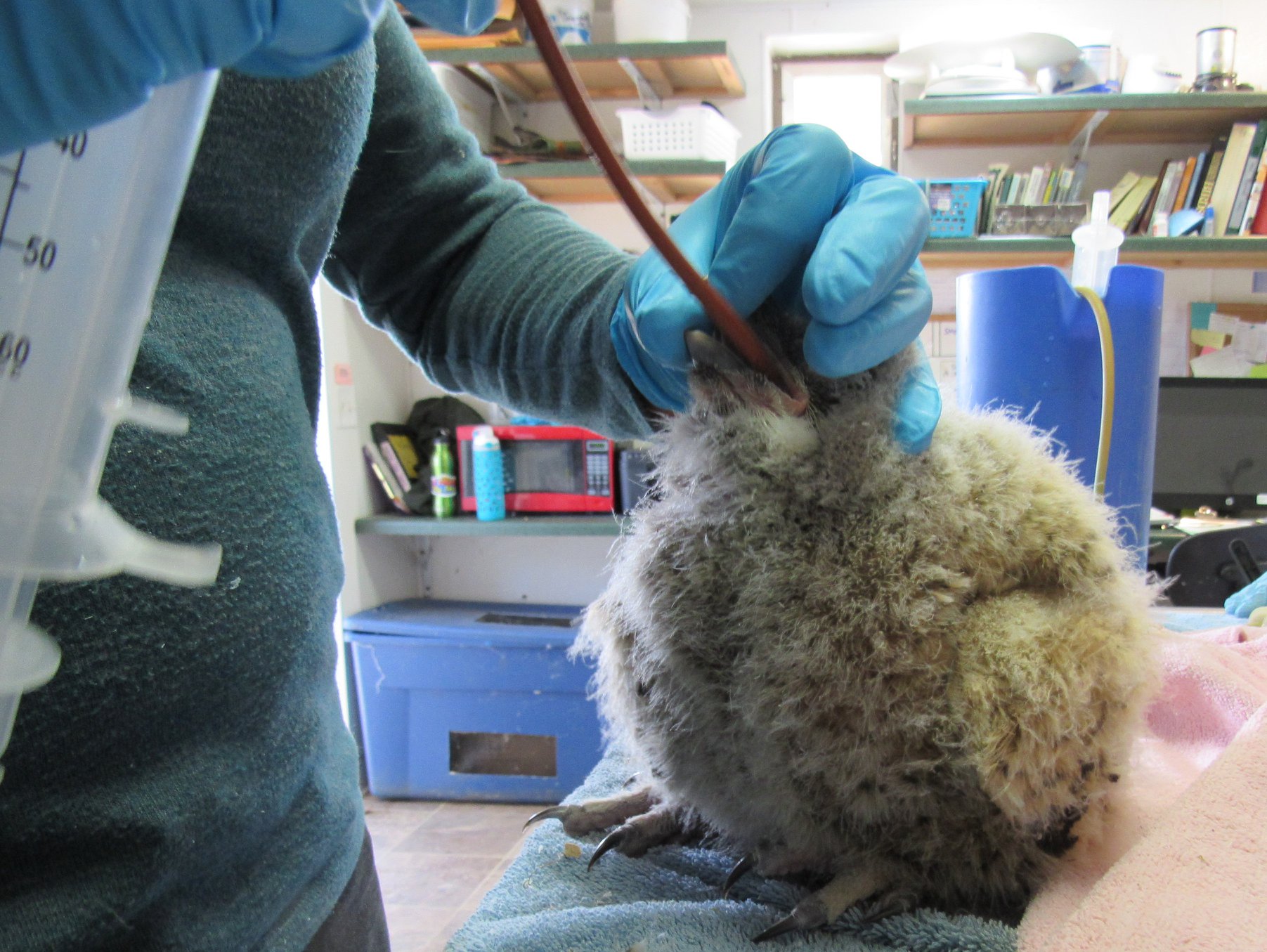 Digestion is a problem for a chick that has abdominal swelling. Here the owlet if fed liquid food to ease his digestive system.