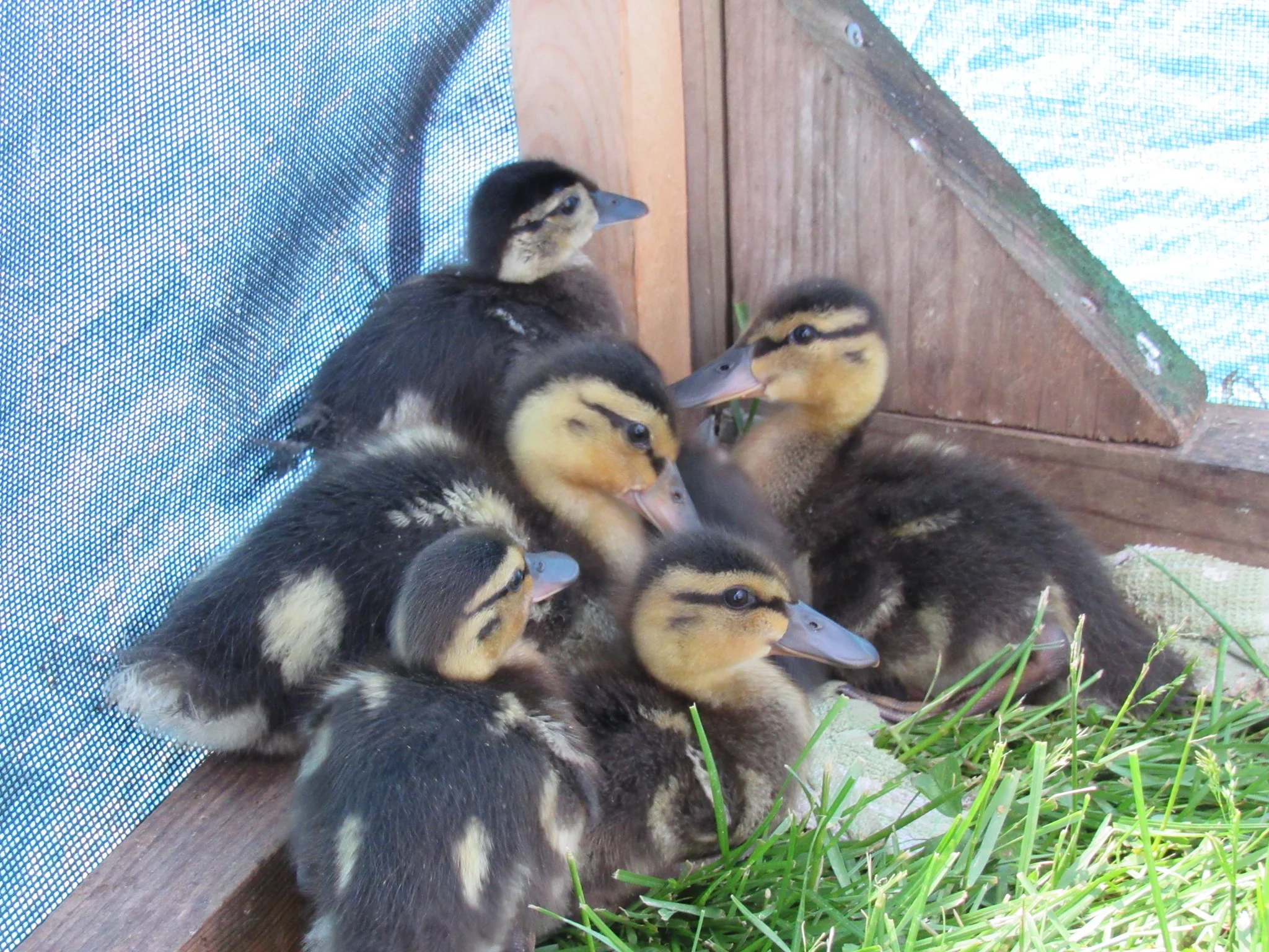 Five young Mallard ducklings lounge in the sun with a young Wood Duck.