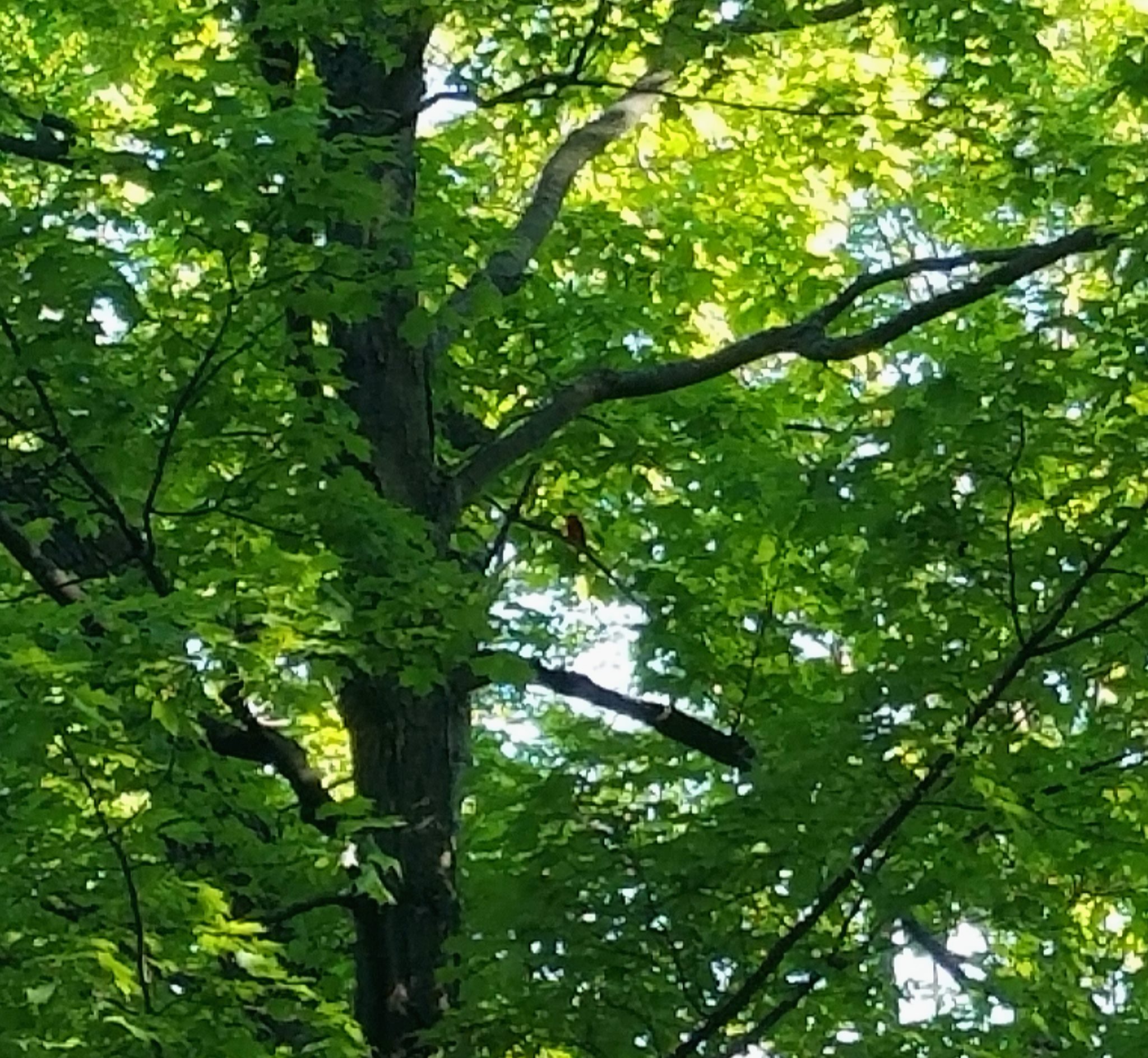 This was the Scarlet tanager upon his release. He went home to a waiting mate. So happy to have him home again.