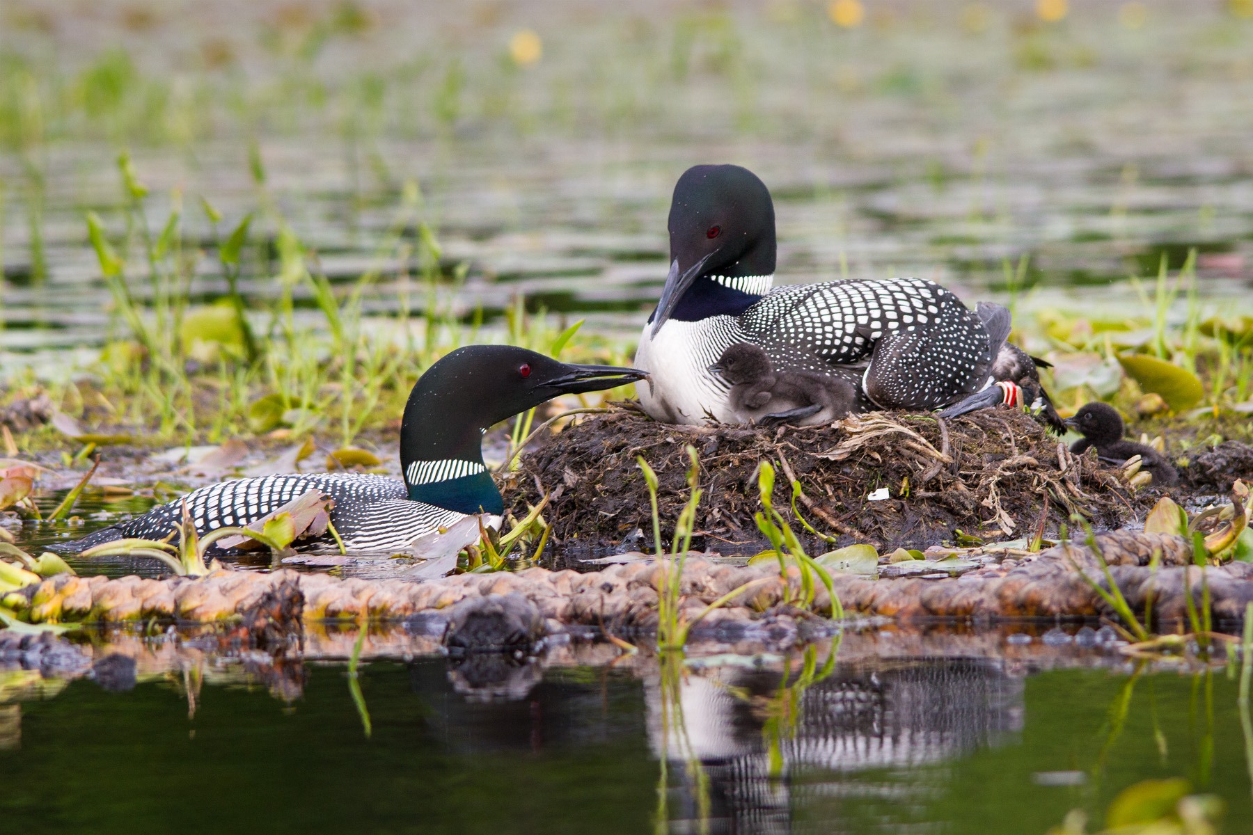 This is not our patient loon but a pair in a photo by Linda Kevin Grenzer. Notice how the adult sits up high off the water while on the nest. The position of the wing folded against the body and the foot immidately under the wing and chest, explains how our loon was caught by the lure.