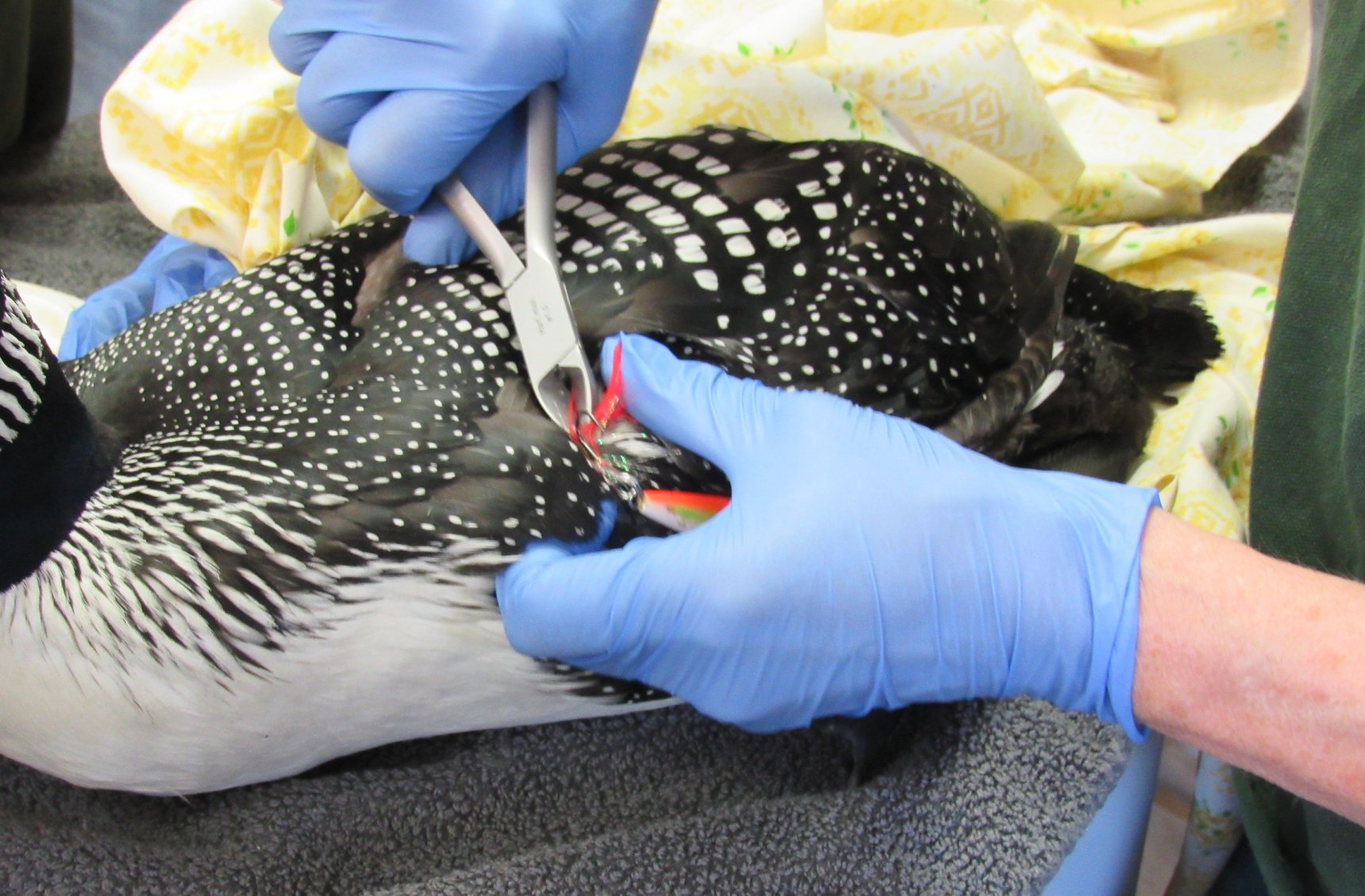 The tips of the treble hooks have to be cut off to minimize tissue and nerve damage. Here you can see both layers of the wing was impaled by a single treble hook. She was sitting on a nest when she the lure was set.