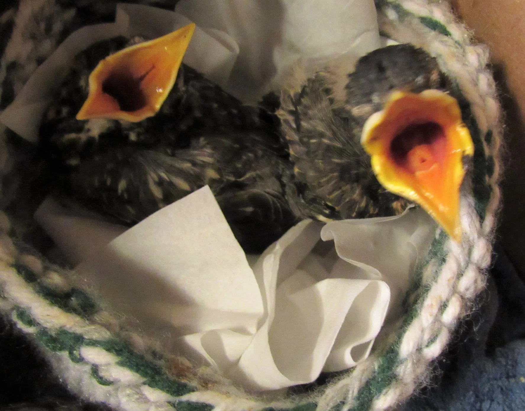 Just two of twenty baby robins