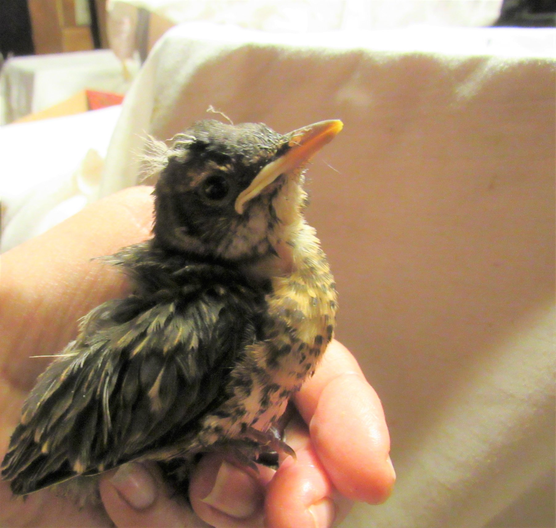 Baby Robin...
