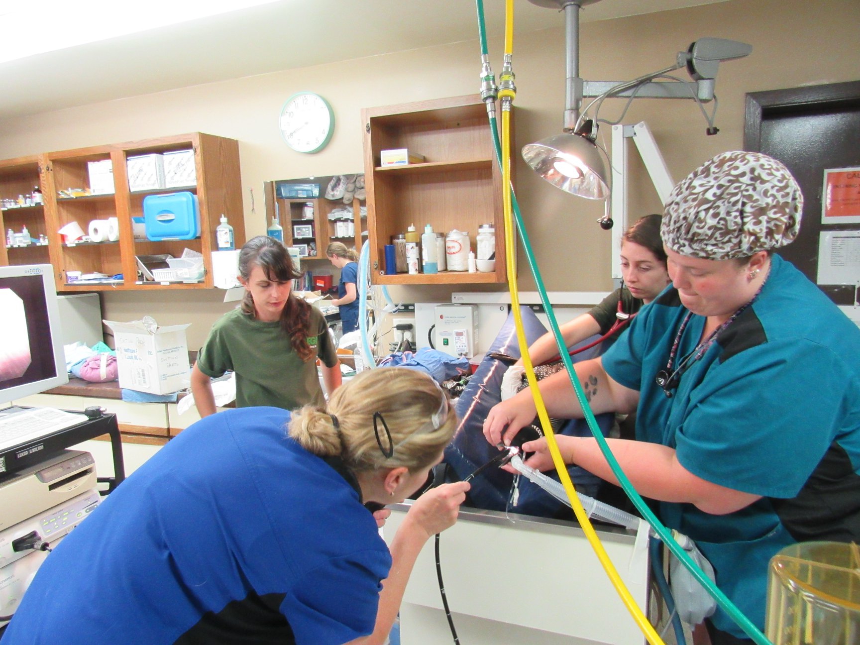 Passing the endoscope with Dr Laura Sánchez keeping check on the loons heart rate