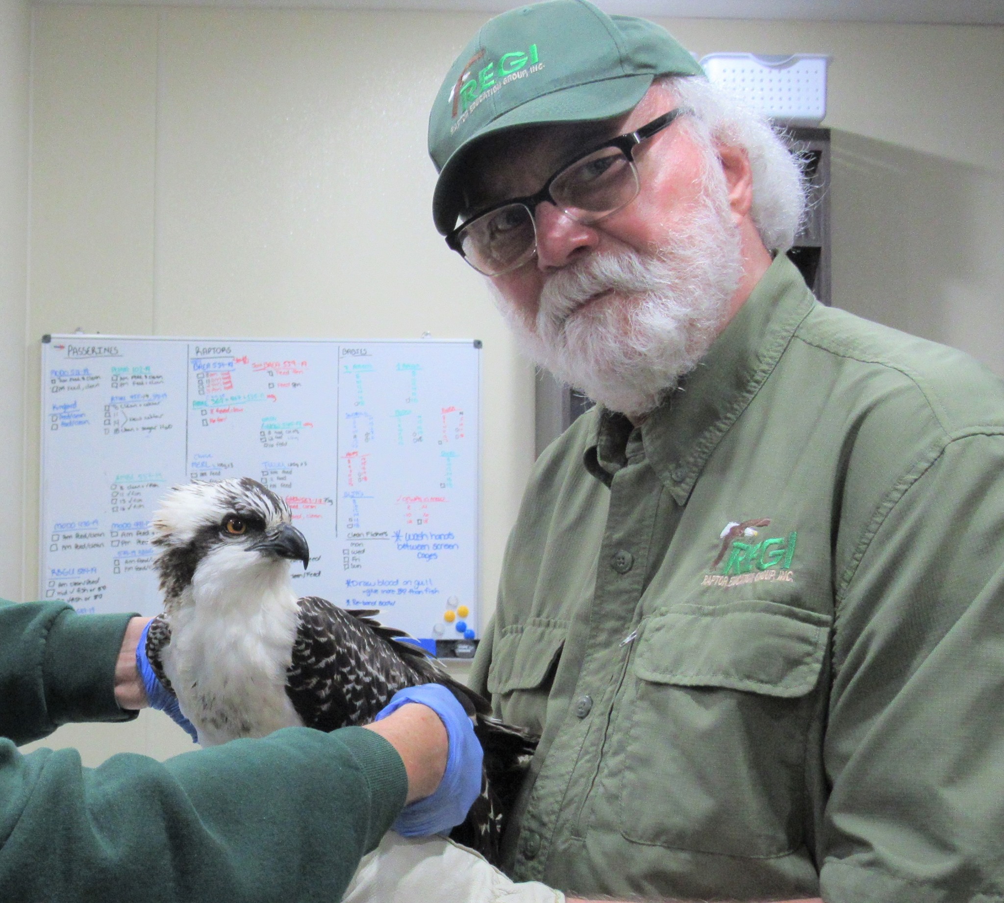 Our thanks to Steve Fisher for transporting this beautiful young Osprey from Chippewa Falls,