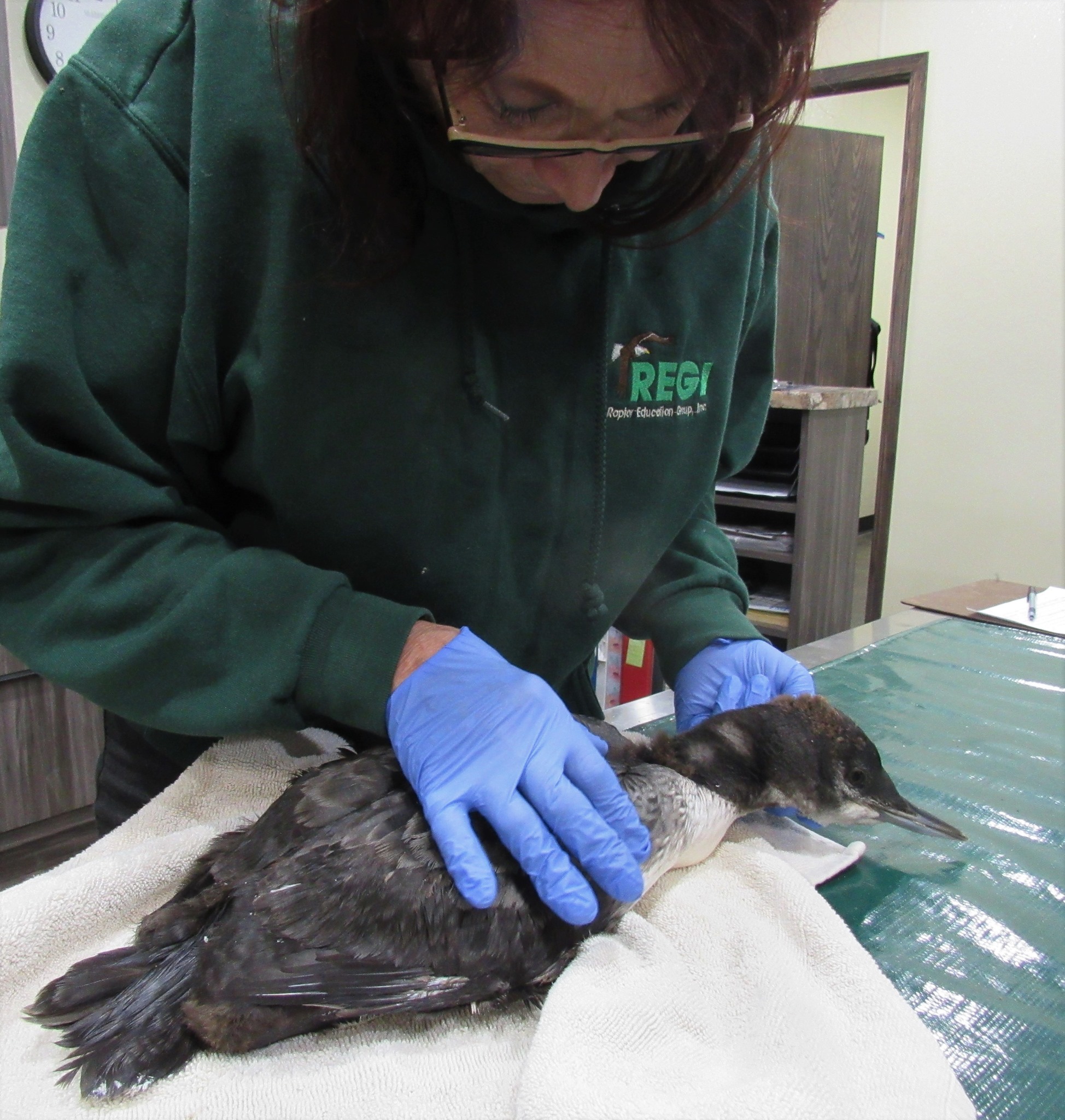 The young loon suffered an impact injury to the neck. We are unsure of the cause. Due to our severe storms in the area it could have occurred with falling debris from the storm or a boat or oar as well. She is improving.