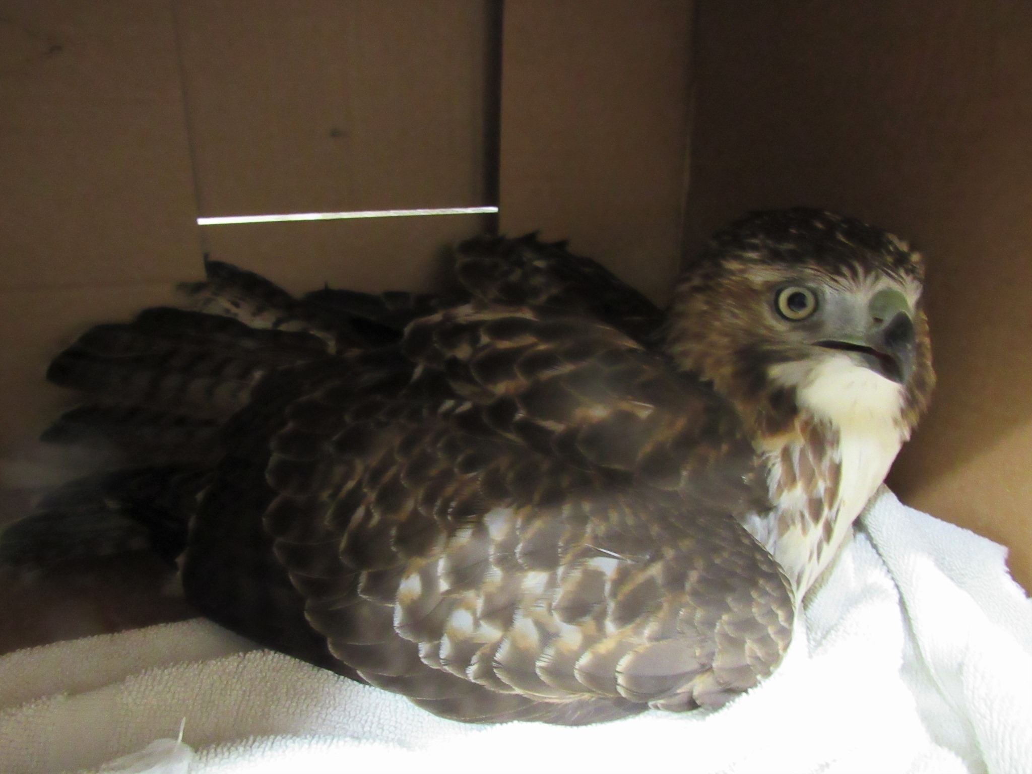 A very handsome adult male Red tailed hawk was hit by a vehicle and rescued by the person that saw the incident and stopped to hep.