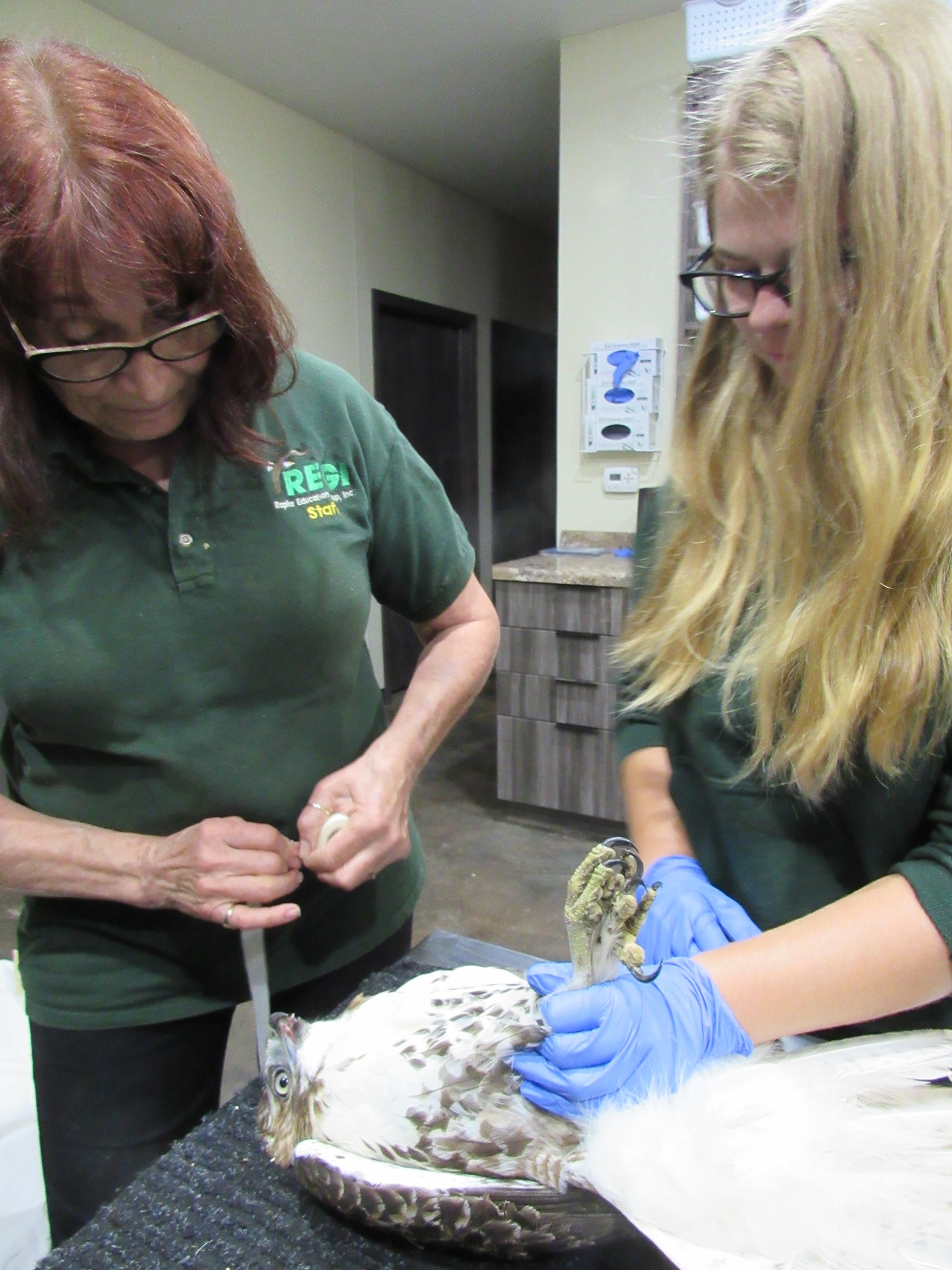 The Red-tailed Hawk has a wing fracture.