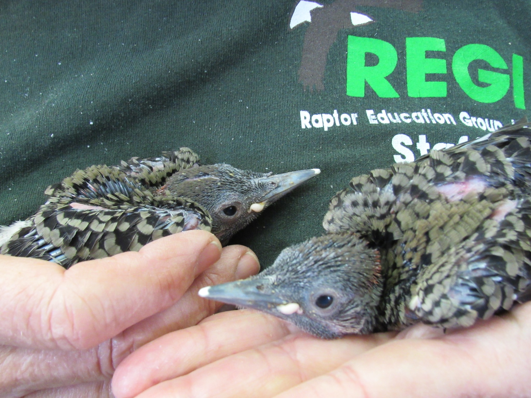Adorable little faces of the Northern Flicker