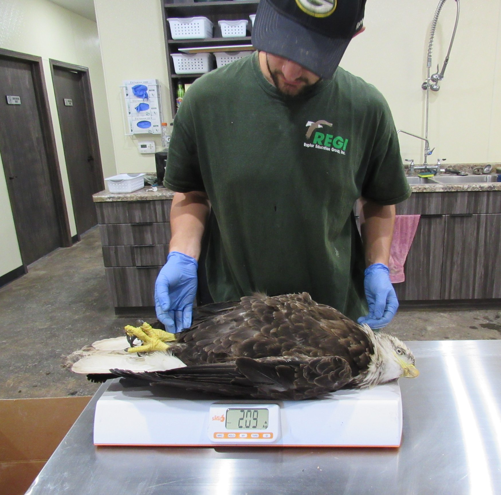 A bald eagle weighing in at only 4 lbs is in serious trouble.
