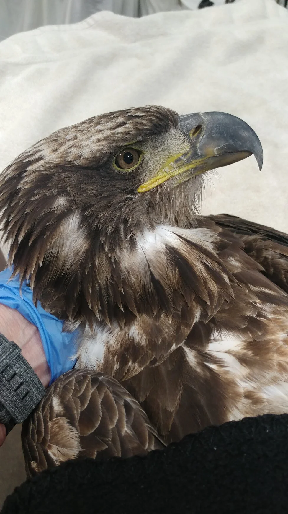 Bald Eagle Admitted Raptor Education Group Inc