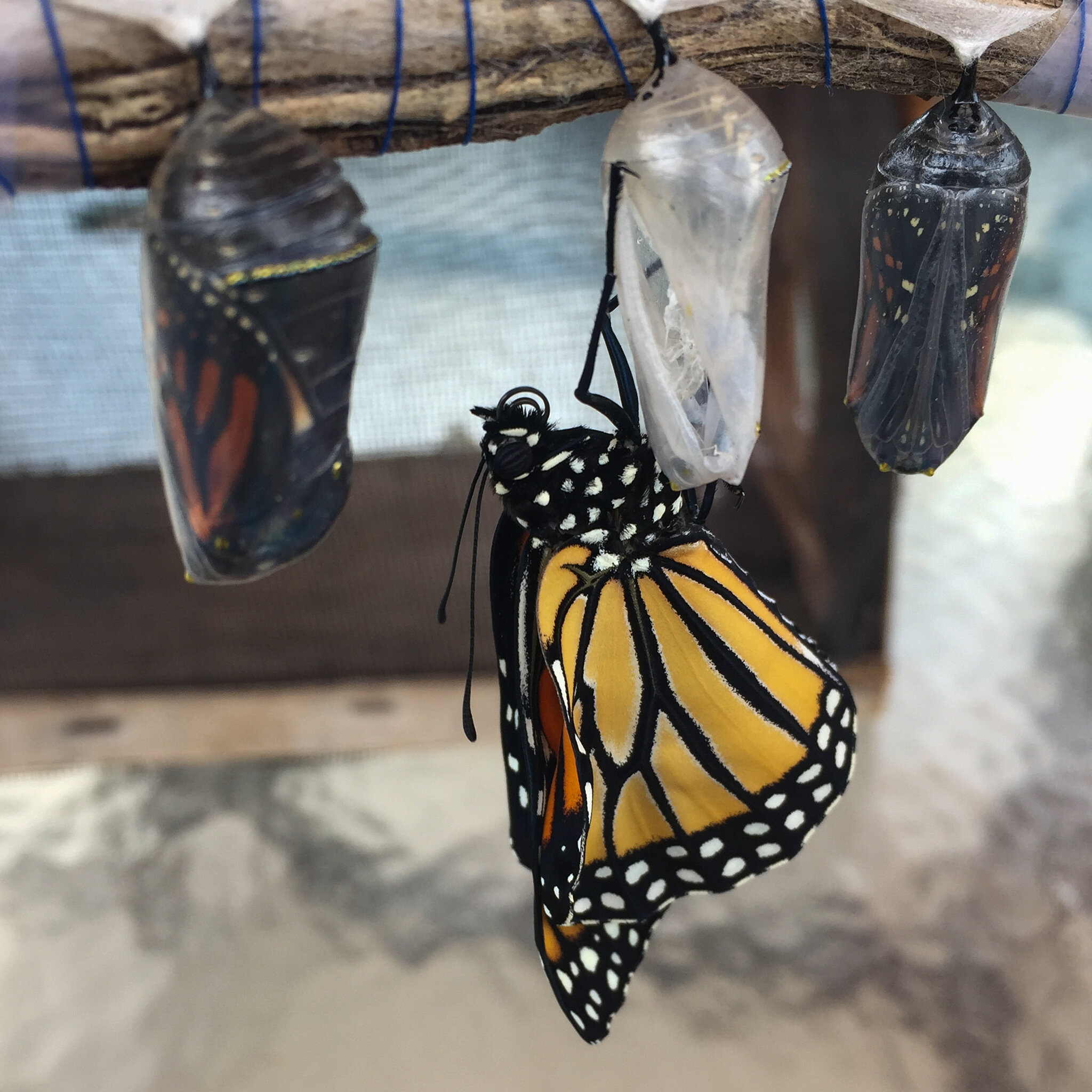 How to Raise Your Monarch Butterflies