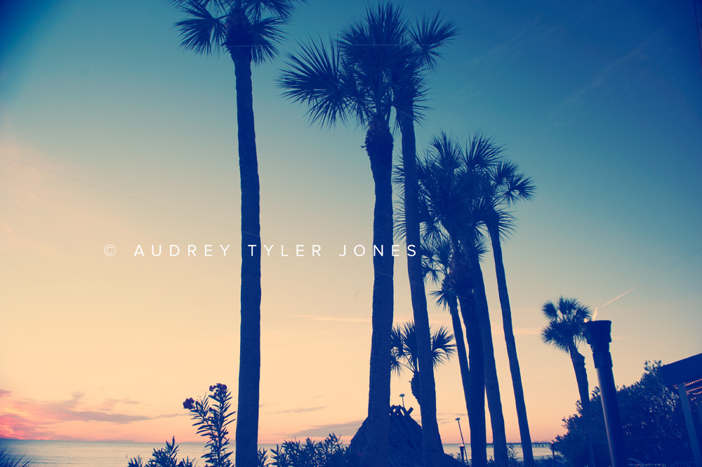 Palm Tree Sunset