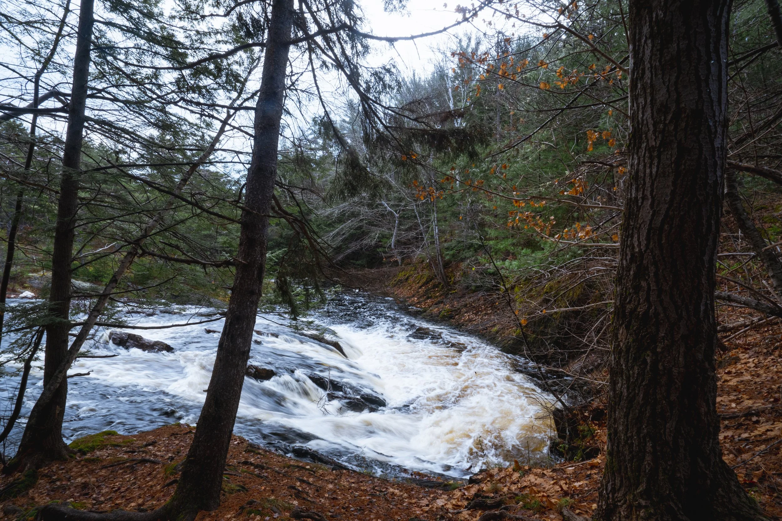 _DSC8605.jpg