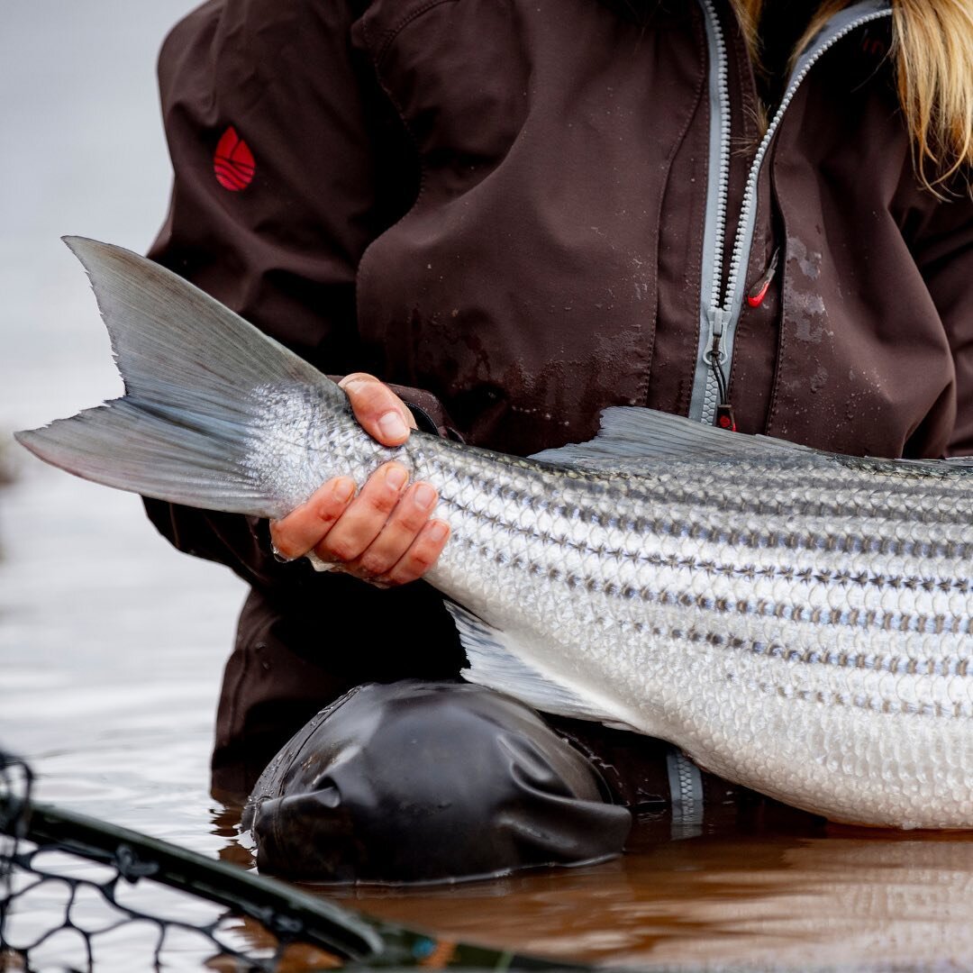 They don&rsquo;t have to the biggest to be beautiful. Full respect for this Nova Scotian native species. @katesherin 
.
.
.
#redingtonsquad #flyfishing #fishing #striperonfly #stripedbass #riomaketheconnection #seewhatsoutthere