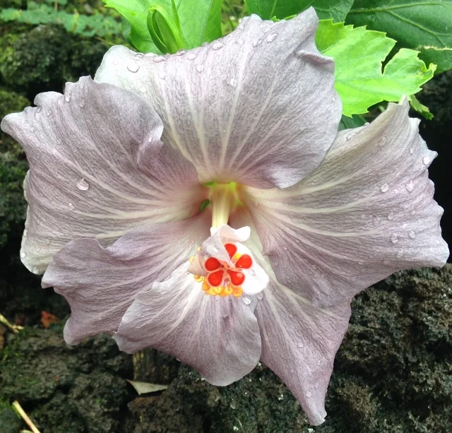 Spring rain on the Hawaii state flower 