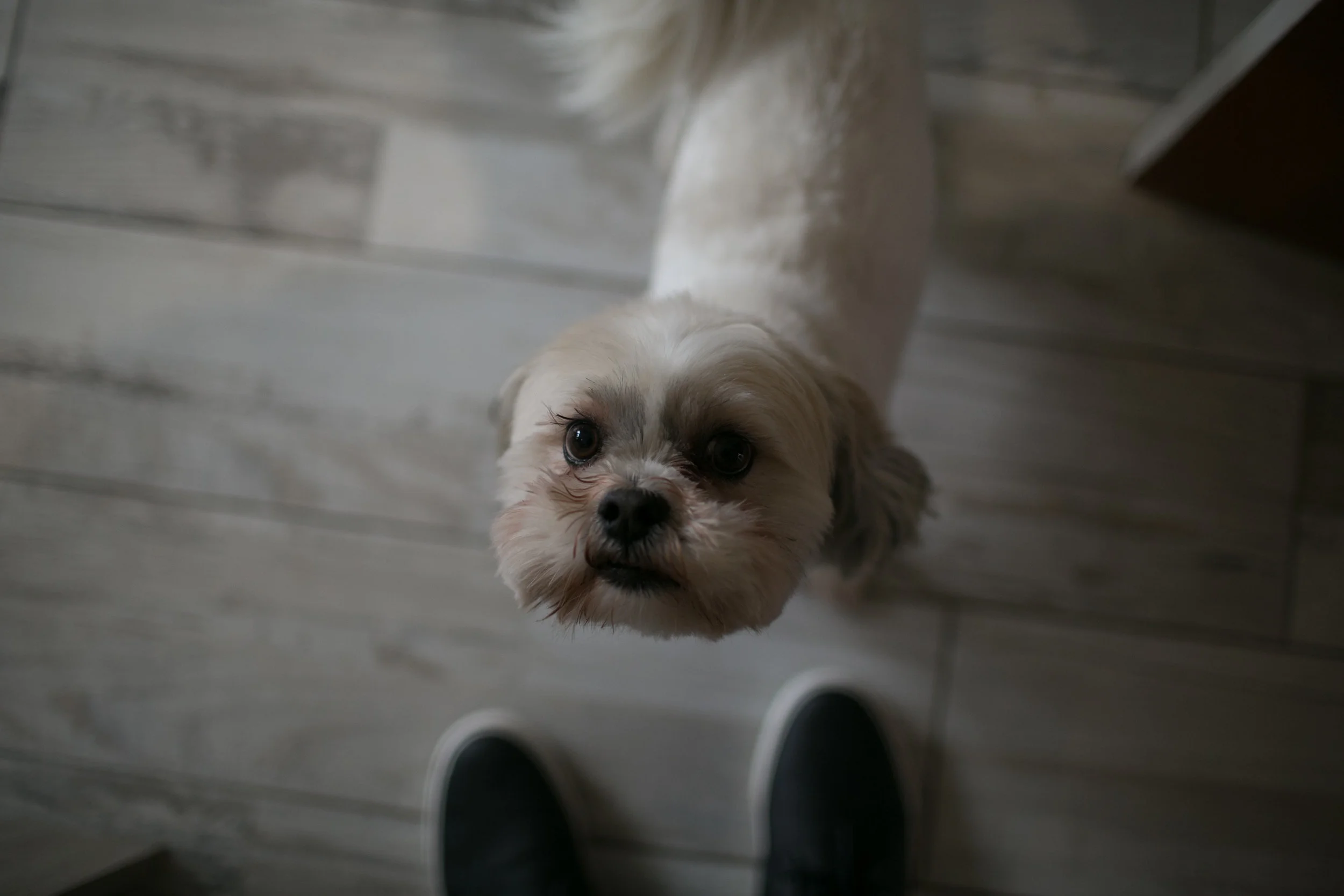 A small, fluffy dog looking up at the camera with a curious expression, standing on a light-colored wooden floor.