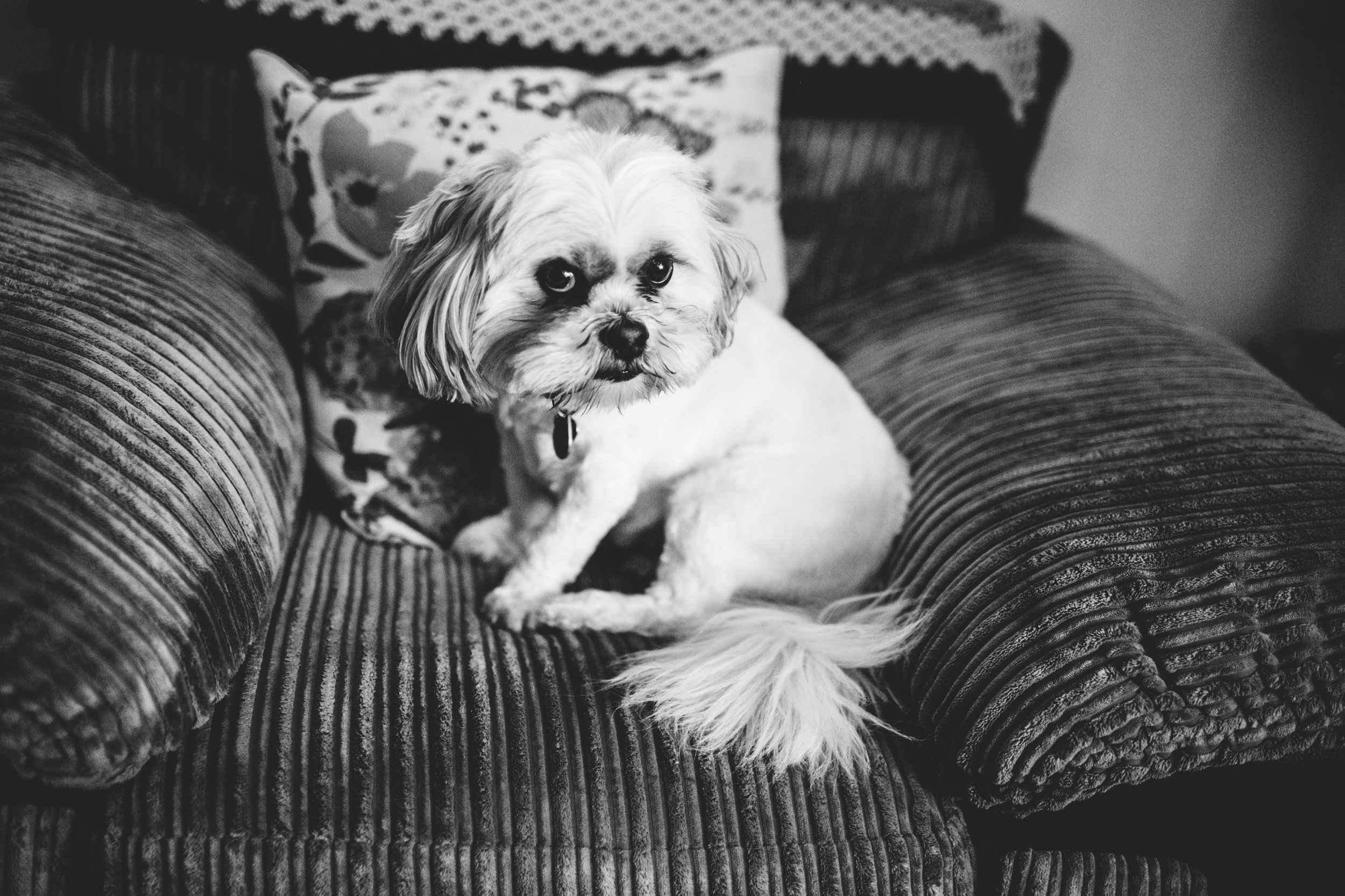 A small dog with long fur and a dark eye patch sitting on a plush, striped couch with patterned pillows in the background.