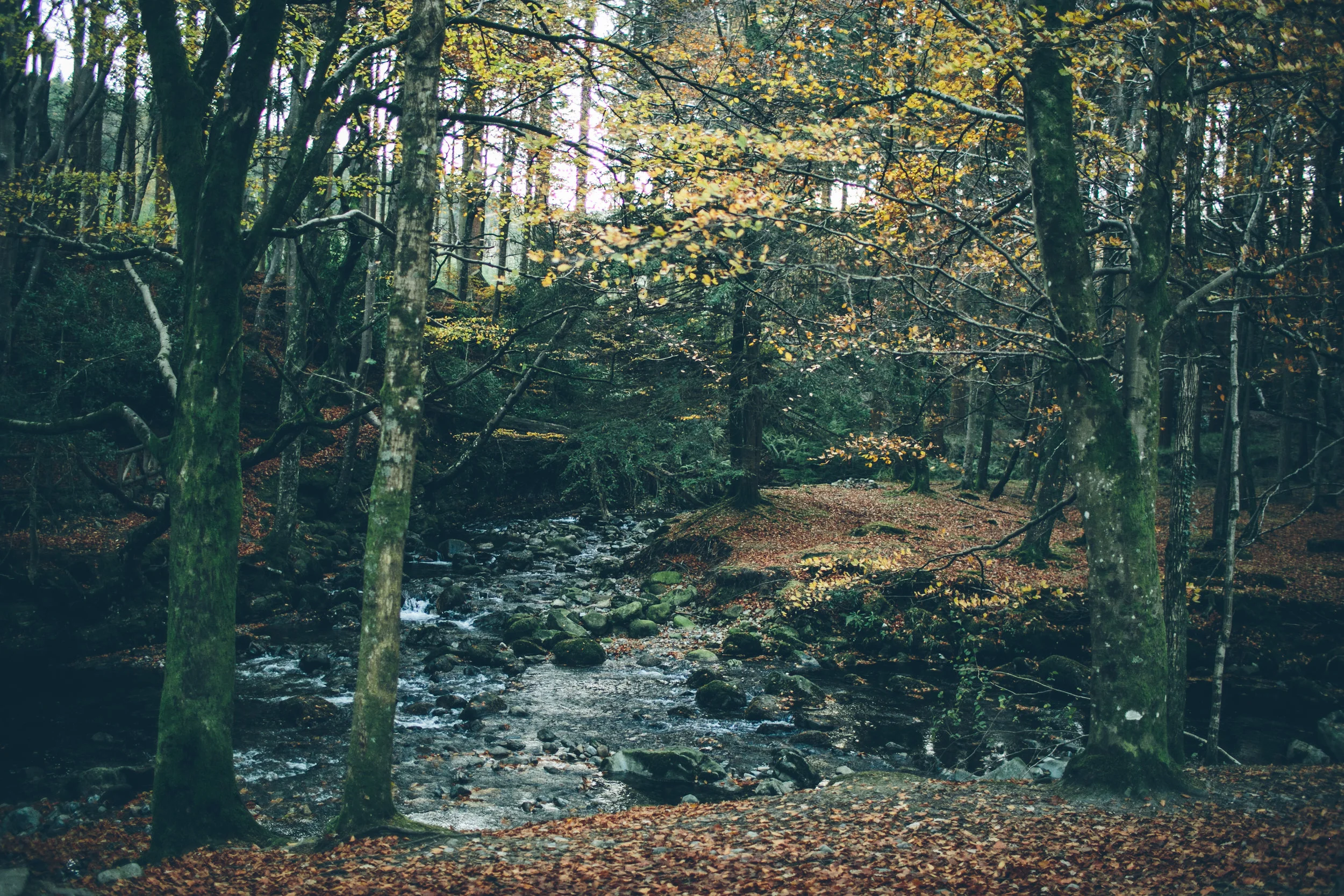 A peaceful forest scene with tall trees and a small stream flowing over rocks, with fallen autumn leaves on the ground and sparse sunlight filtering through the tree canopy.