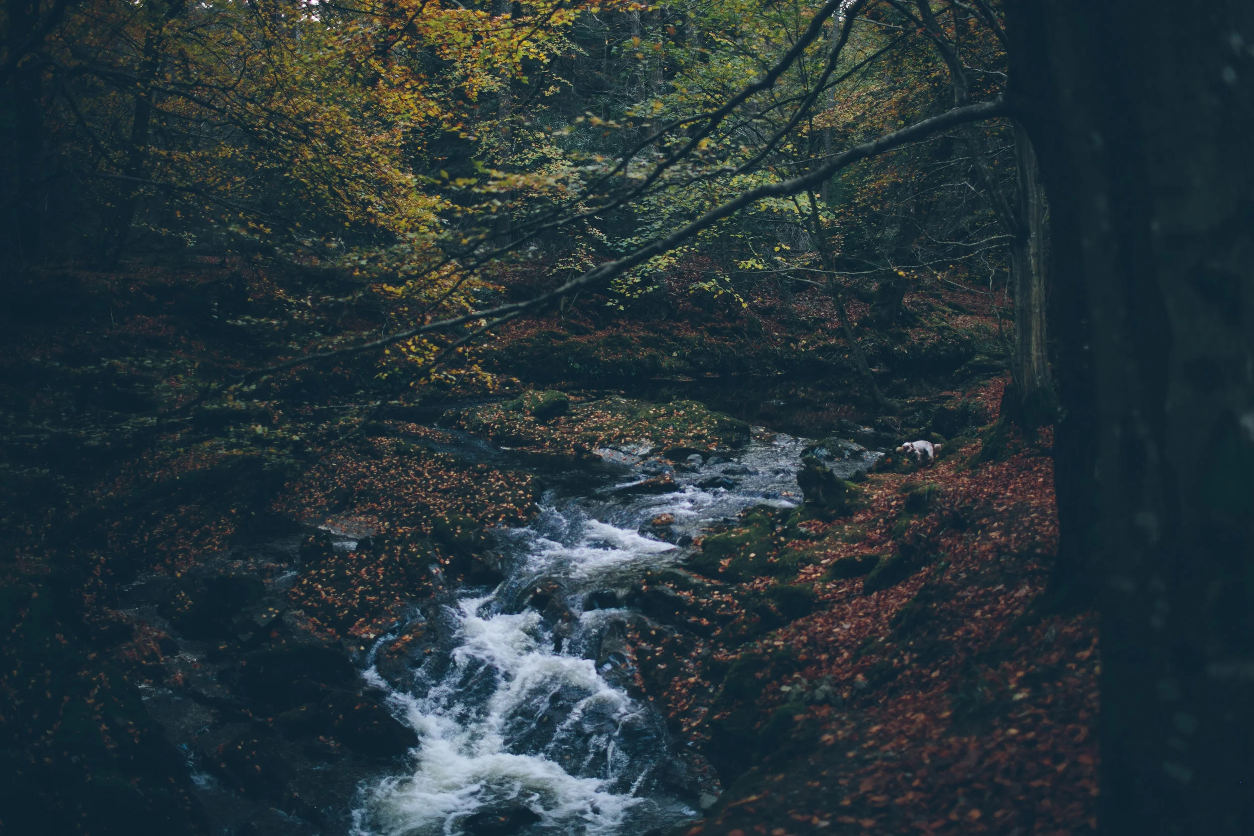 A forest scene with a flowing stream surrounded by autumn leaves and trees.
