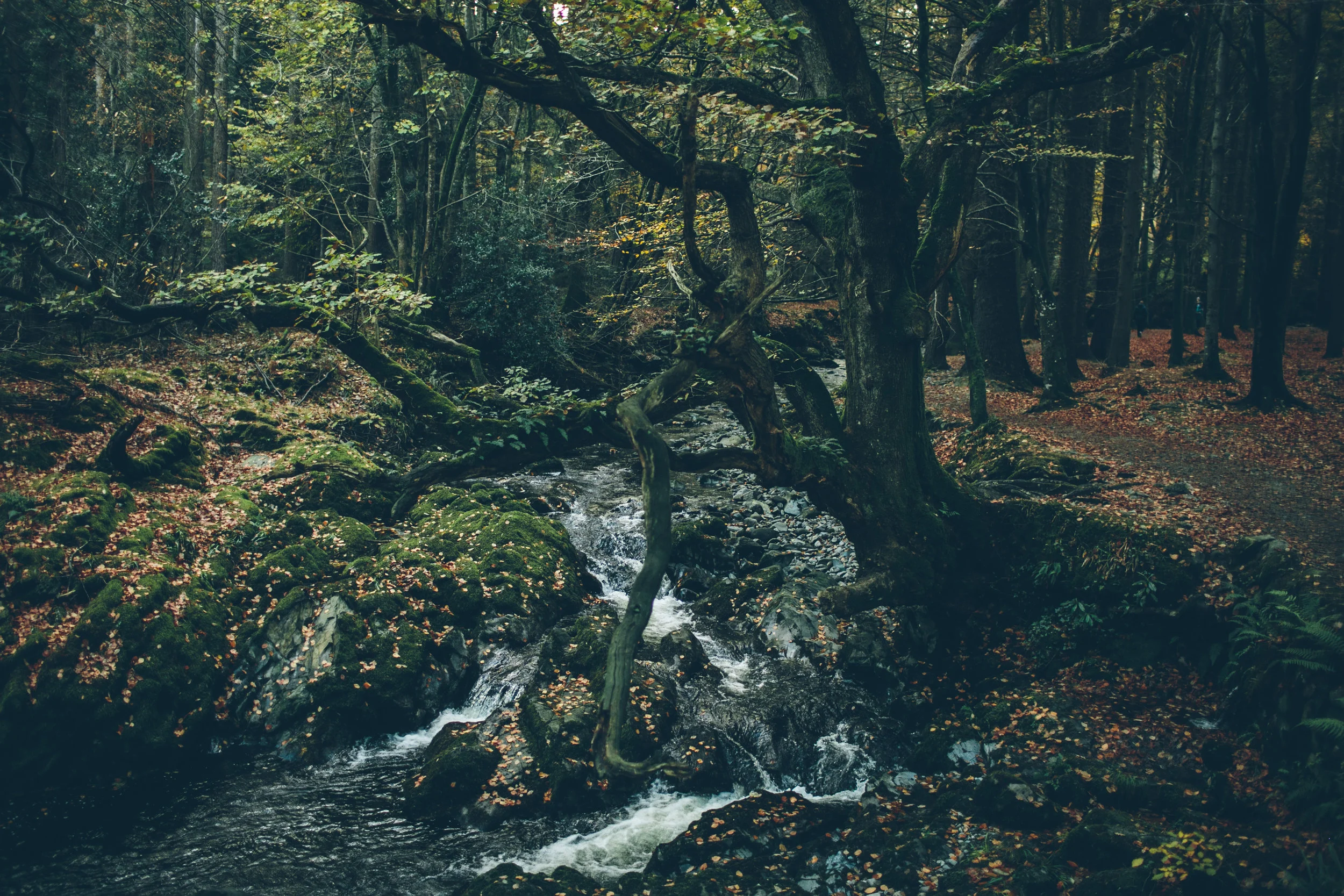 A forest scene with a small creek flowing over rocks, surrounded by moss-covered trees and fallen leaves.