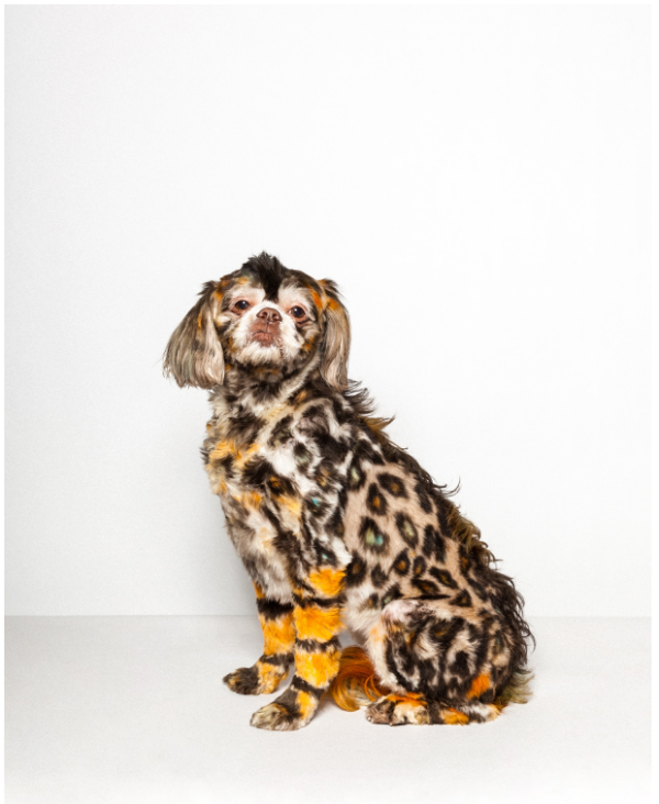 paul-nathan-studio-groomed-1-600x732.png