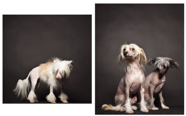paul-nathan-studio-groomed-4-600x375.png