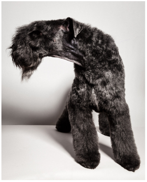 paul-nathan-studio-groomed-7-600x745.png