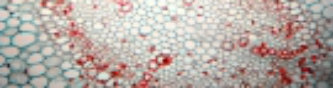 April, 2014 - Global Policy Synthetic Biology - What to Expect and Fear? The ability to create new lifeforms is promises both unlimited potential and dangerous pitfalls. Read more